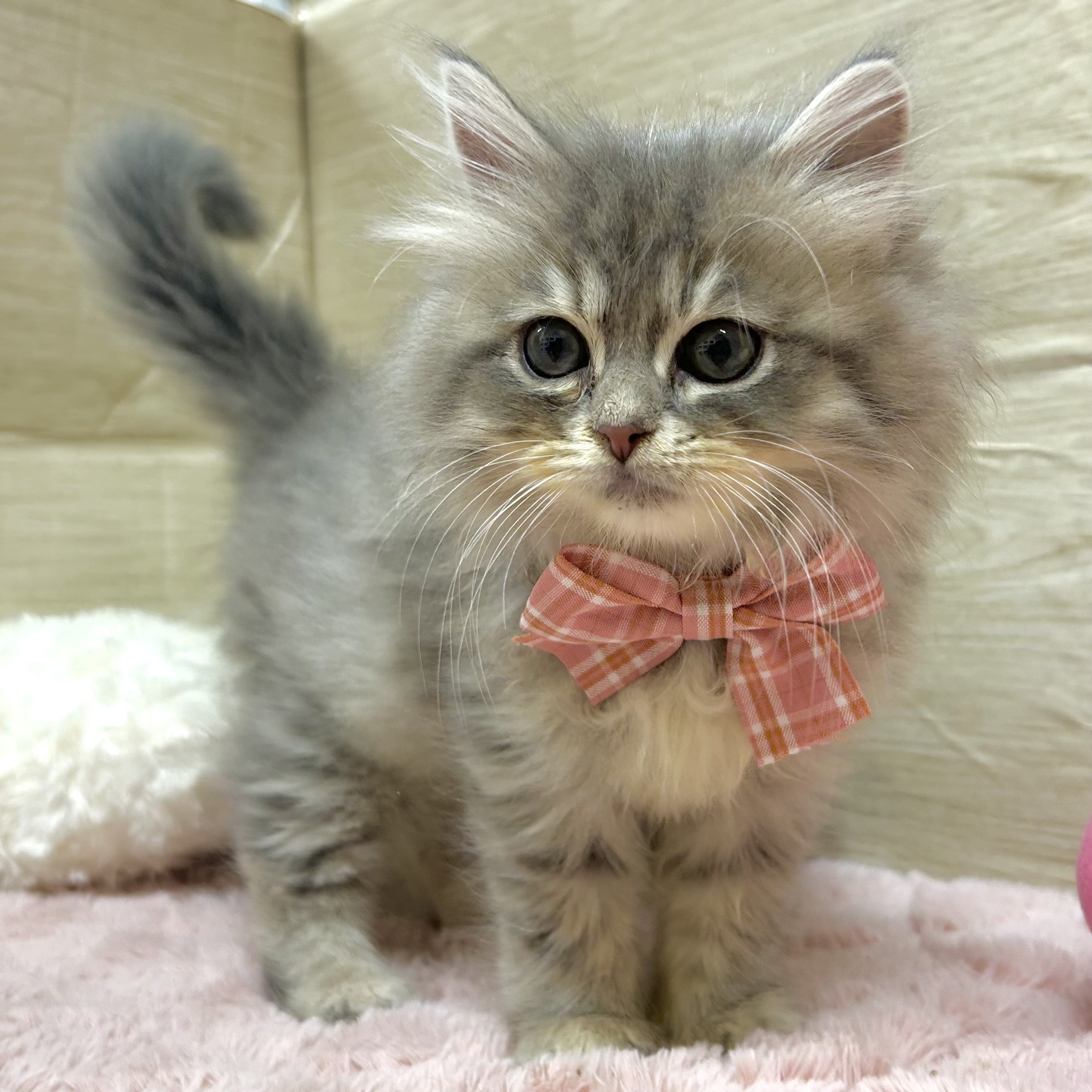 大阪府のサイベリアン (犬の家＆猫の里そよら東岸和田店/2025年9月5日生まれ/女の子/ブルータビーホワイト)の子猫の3枚目の画像