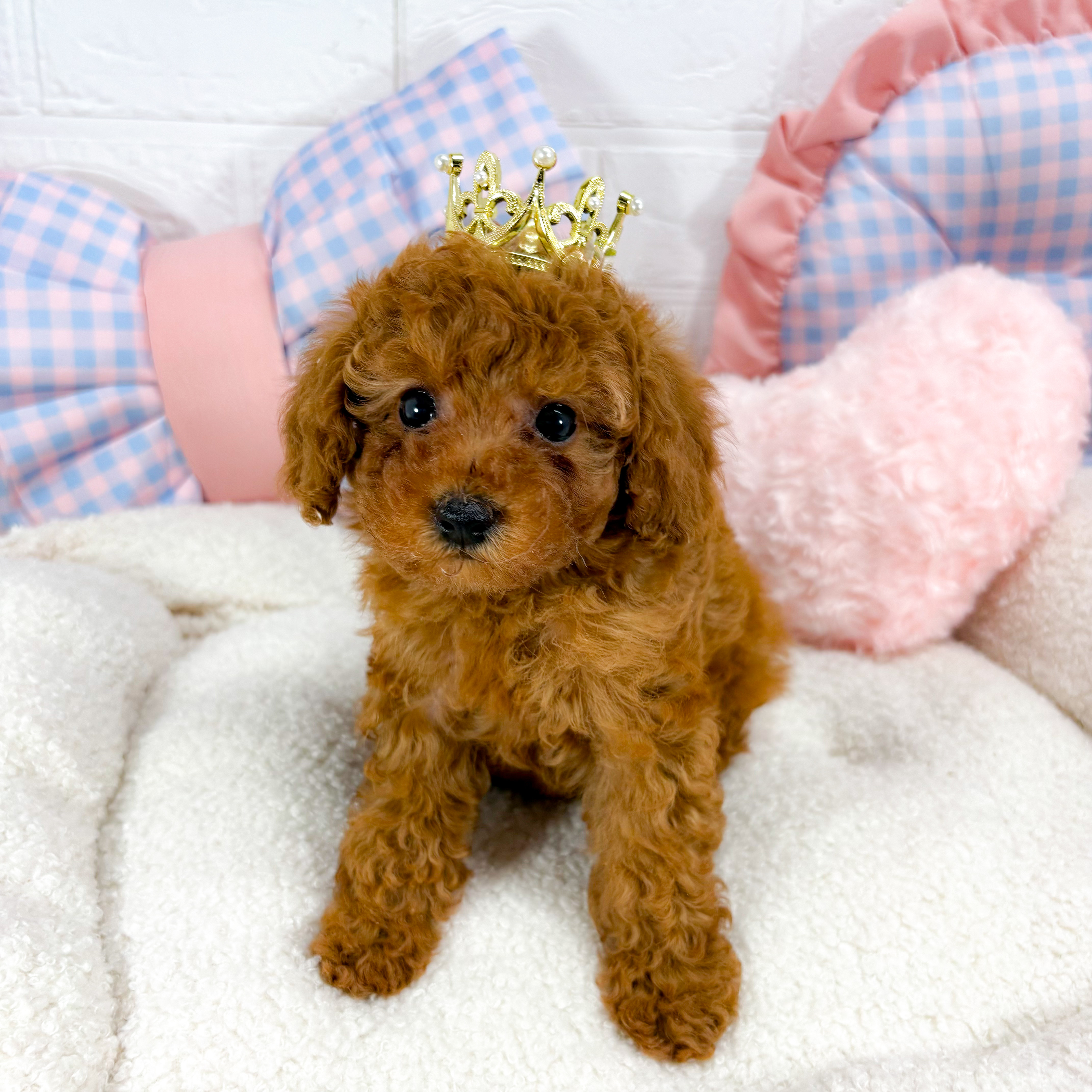 神奈川県のトイプードル(トイ) (犬の家＆猫の里元住吉ブレーメン通り店/2025年5月12日生まれ/女の子/レッド)の子犬の3枚目の画像