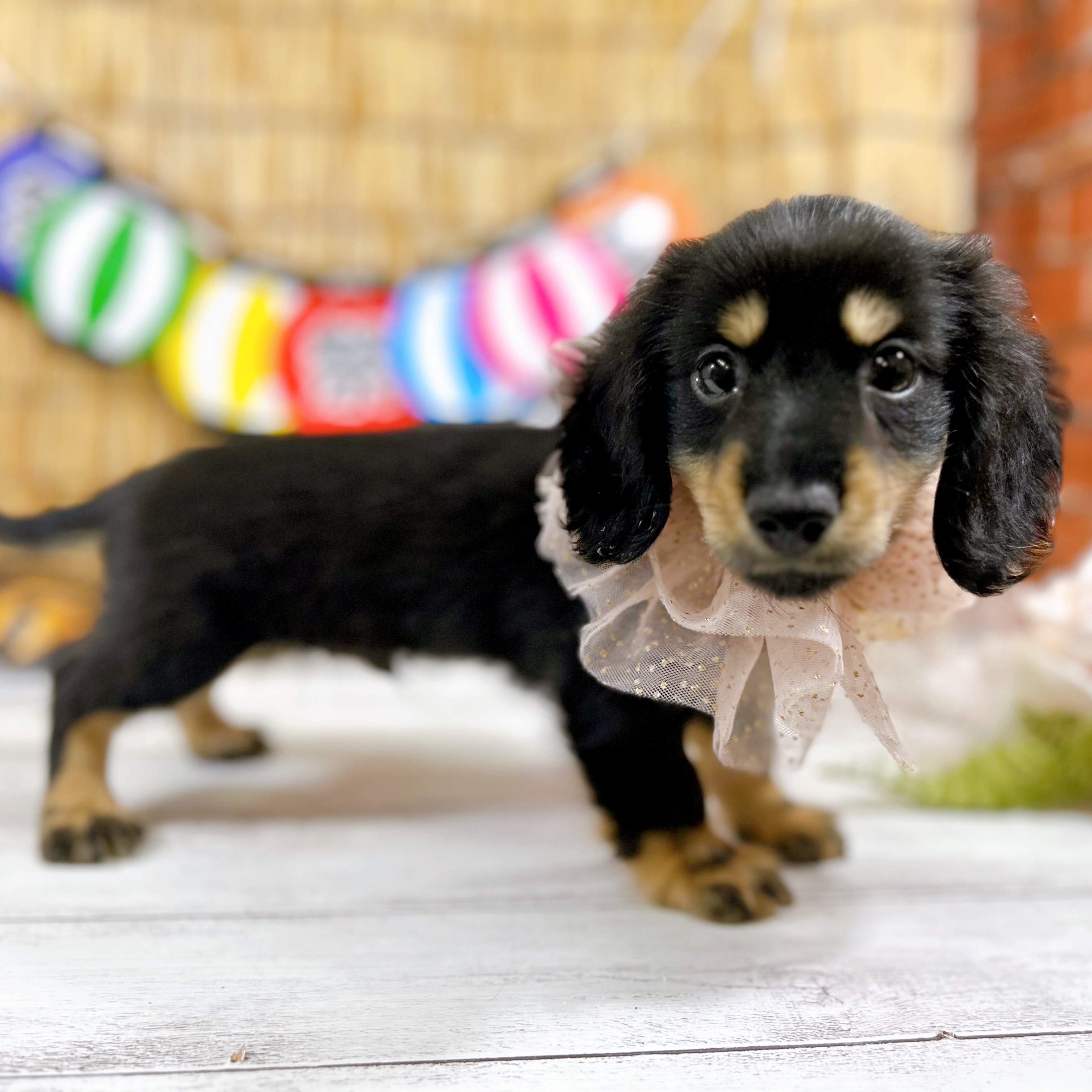 神奈川県のミニチュアダックスフンド(ロング) (犬の家＆猫の里小田原店/2025年7月21日生まれ/男の子/ブラックタン)の子犬の3枚目の画像