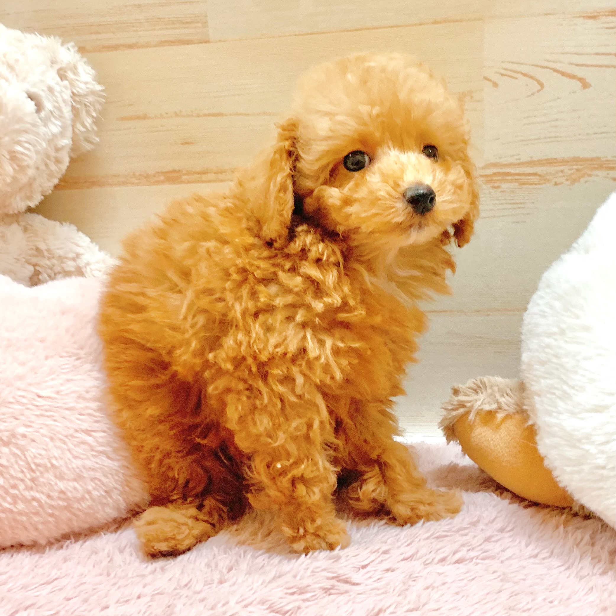 兵庫県のトイプードル(トイ) (犬の家＆猫の里神戸店/2026年1月7日生まれ/男の子/オレンジフォーン)の子犬の3枚目の画像