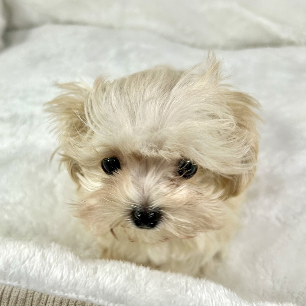 兵庫県のマルプー(マルチーズ×プードル) (犬の家＆猫の里ニッケパークタウン加古川店/2025年11月16日生まれ/女の子/クリームホワイト)の子犬の3枚目の画像