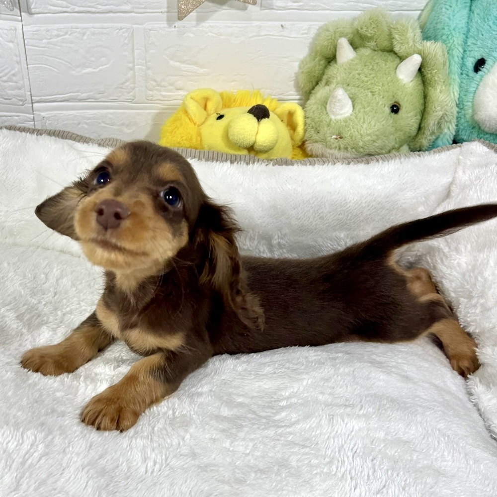 兵庫県のミニチュアダックスフンド(ロング) (犬の家＆猫の里ニッケパークタウン加古川店/2025年12月1日生まれ/男の子/チョコレートタン)の子犬の3枚目の画像