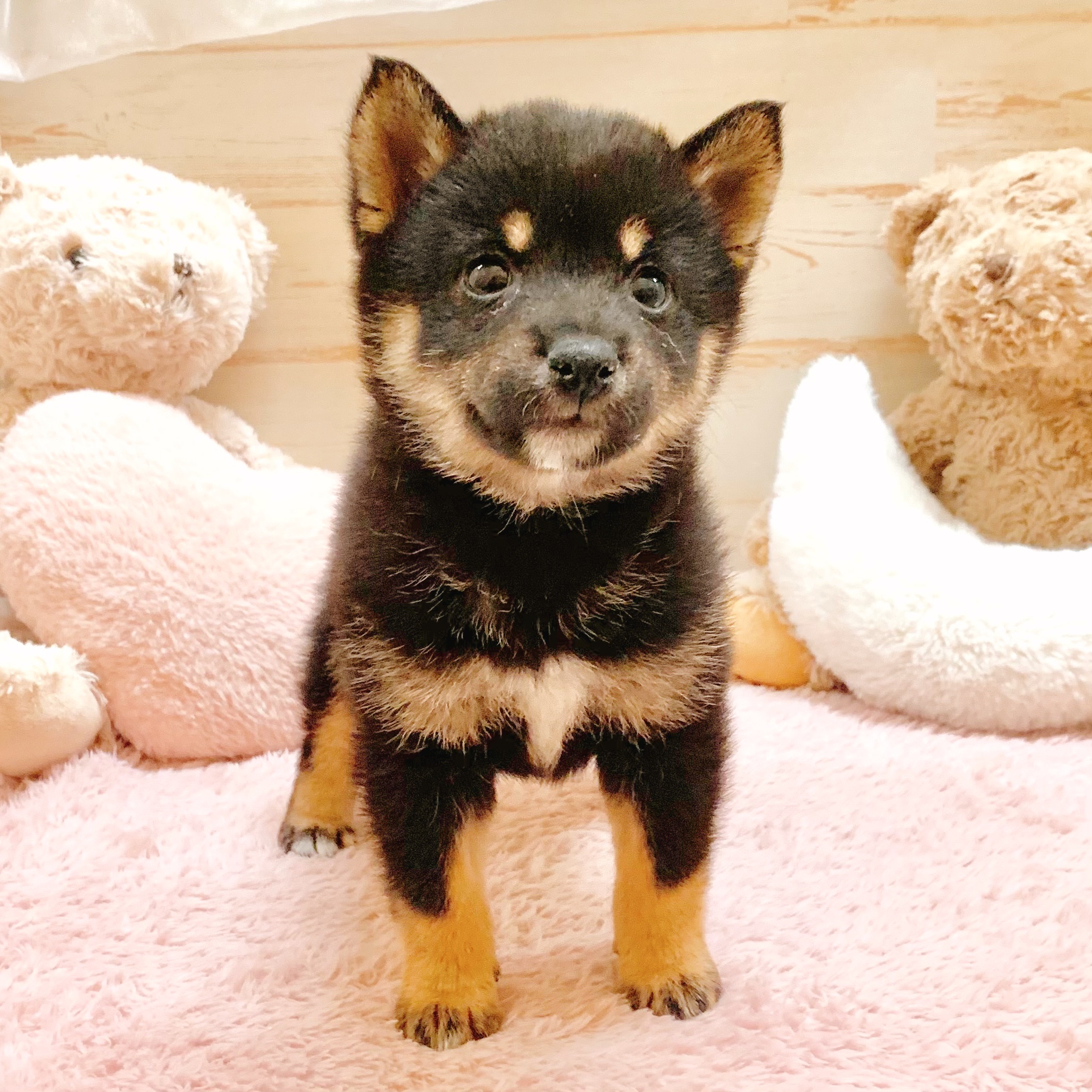 兵庫県の豆柴 (犬の家＆猫の里神戸店/2026年1月8日生まれ/女の子/黒)の子犬の3枚目の画像