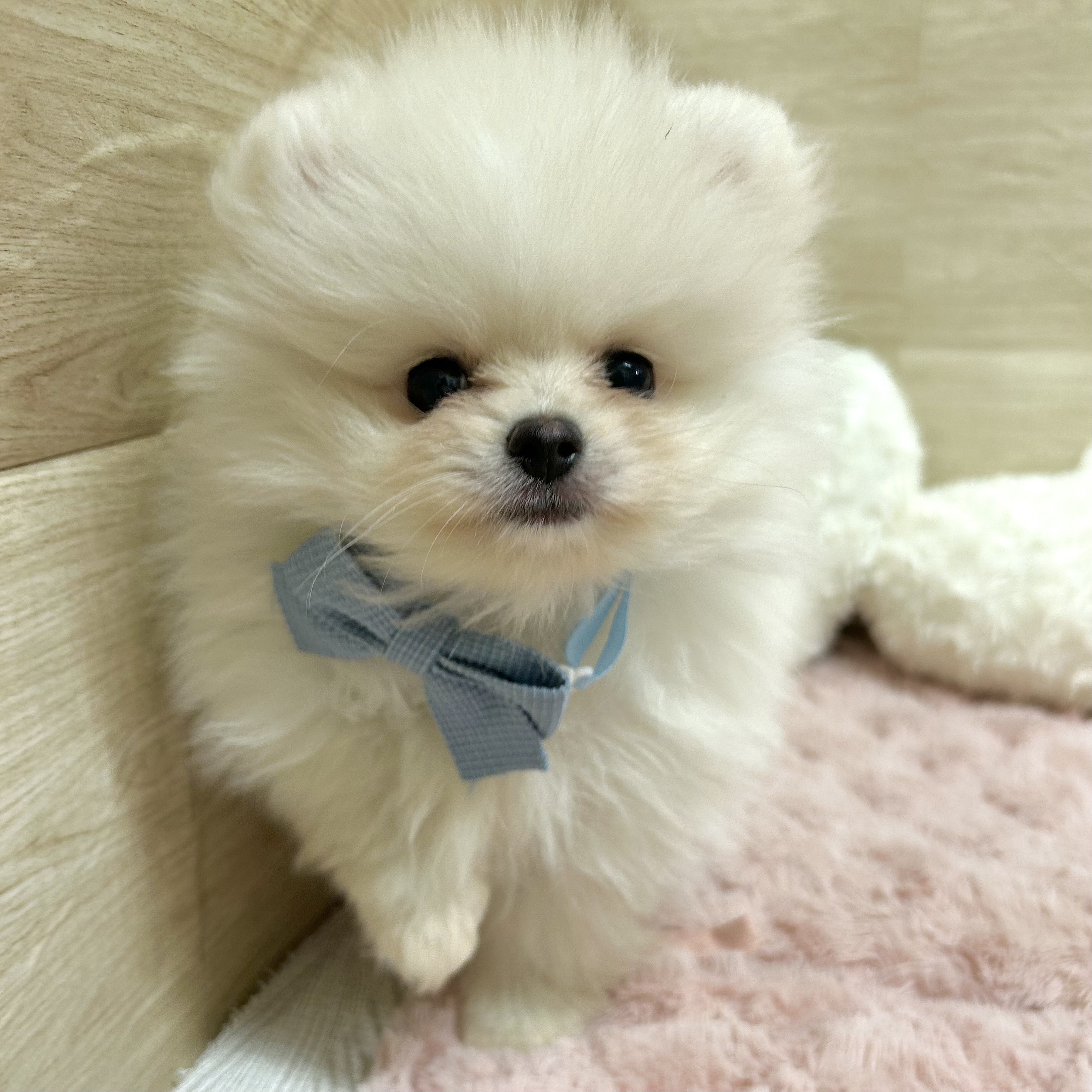 大阪府のポメラニアン (犬の家＆猫の里そよら東岸和田店/2025年9月5日生まれ/男の子/クリームホワイト)の子犬の3枚目の画像