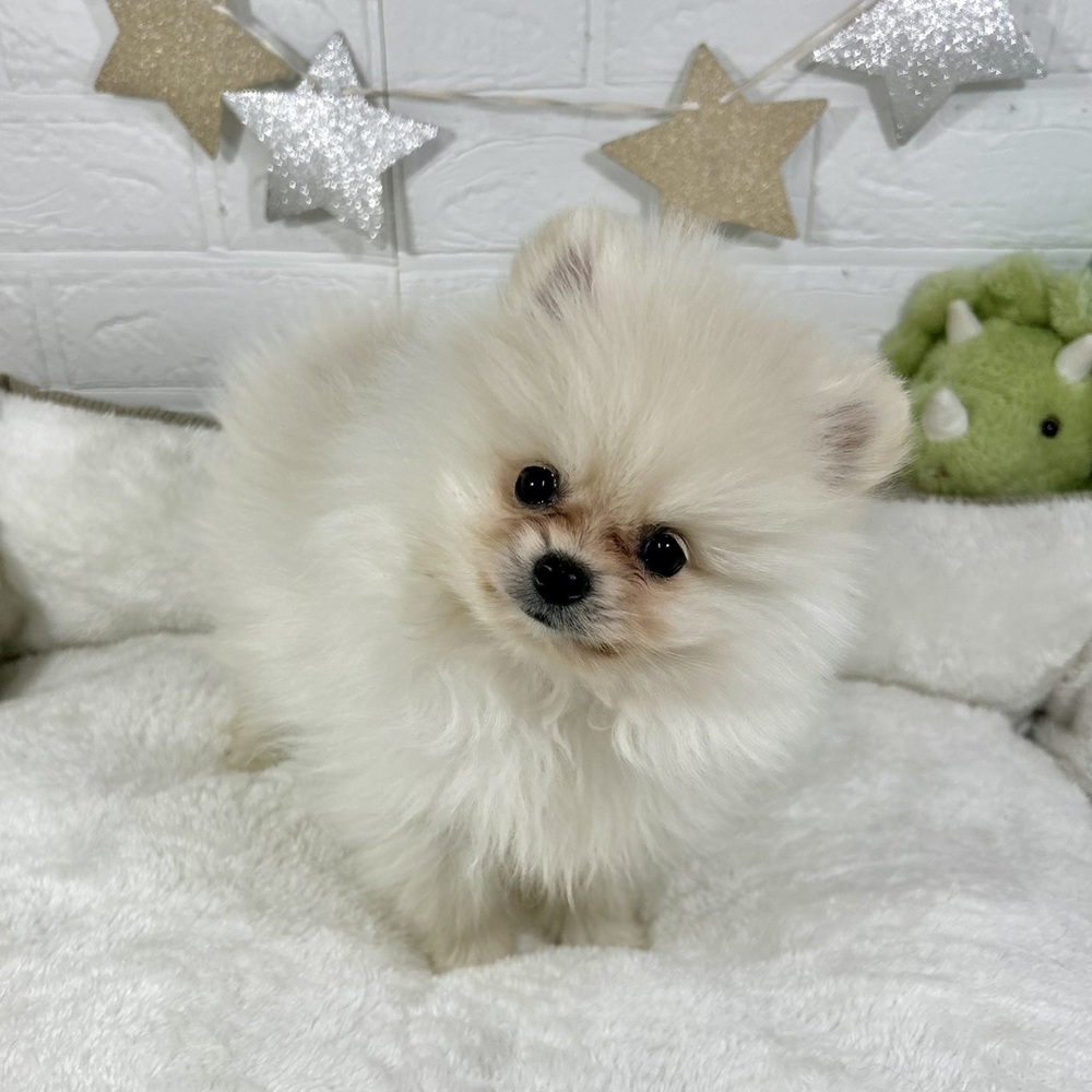 兵庫県のポメラニアン (犬の家＆猫の里ニッケパークタウン加古川店/2025年12月3日生まれ/男の子/クリーム)の子犬の3枚目の画像