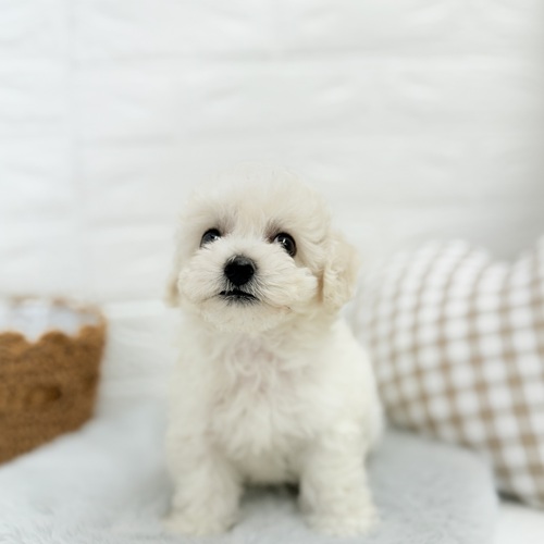 愛知県のビションフリーゼ (犬の家＆猫の里豊川インター店/2025年5月12日生まれ/男の子/ホワイト)の子犬の3枚目の画像