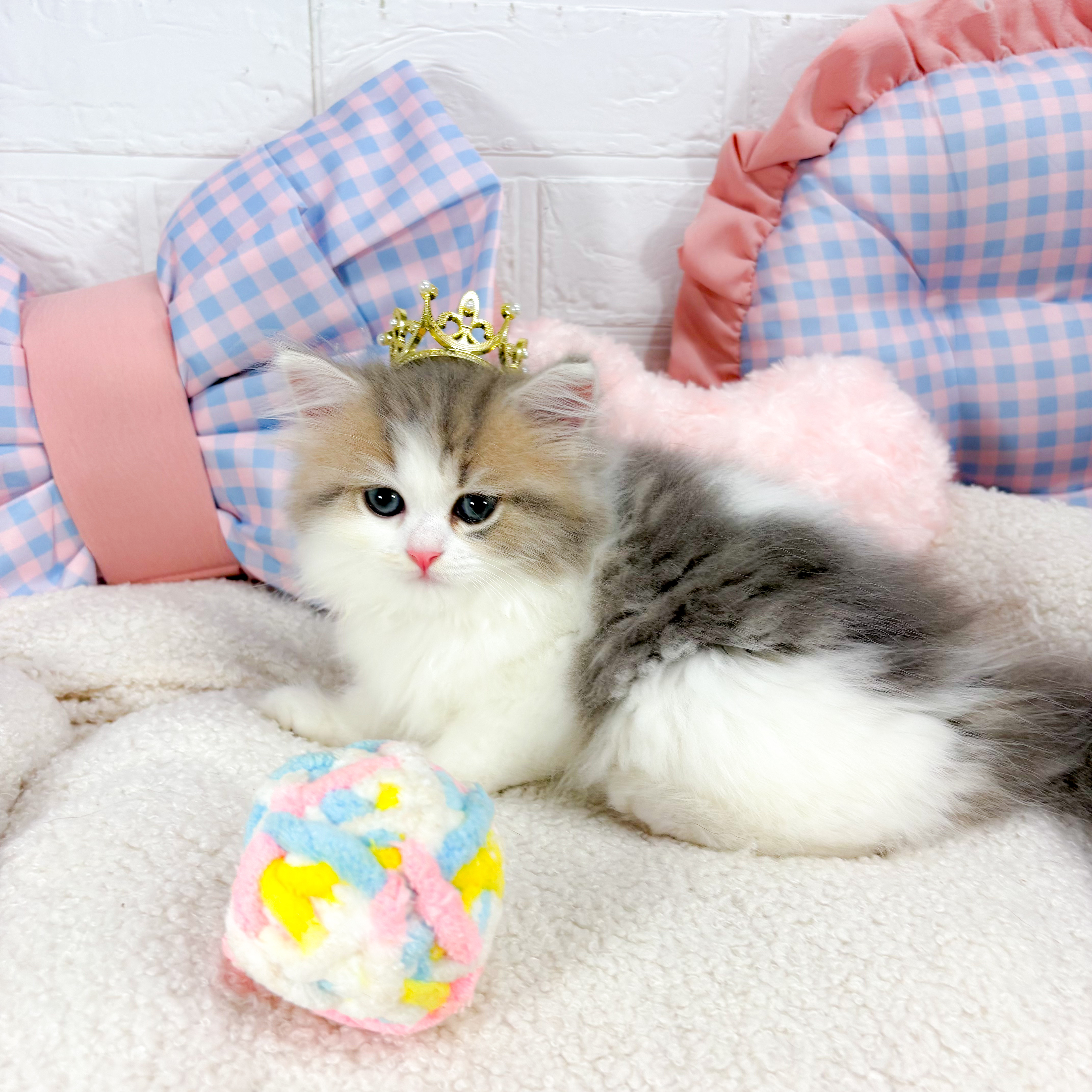神奈川県のミヌエット (犬の家＆猫の里元住吉ブレーメン通り店/2025年5月12日生まれ/女の子/ブルータビーホワイト)の子猫の3枚目の画像