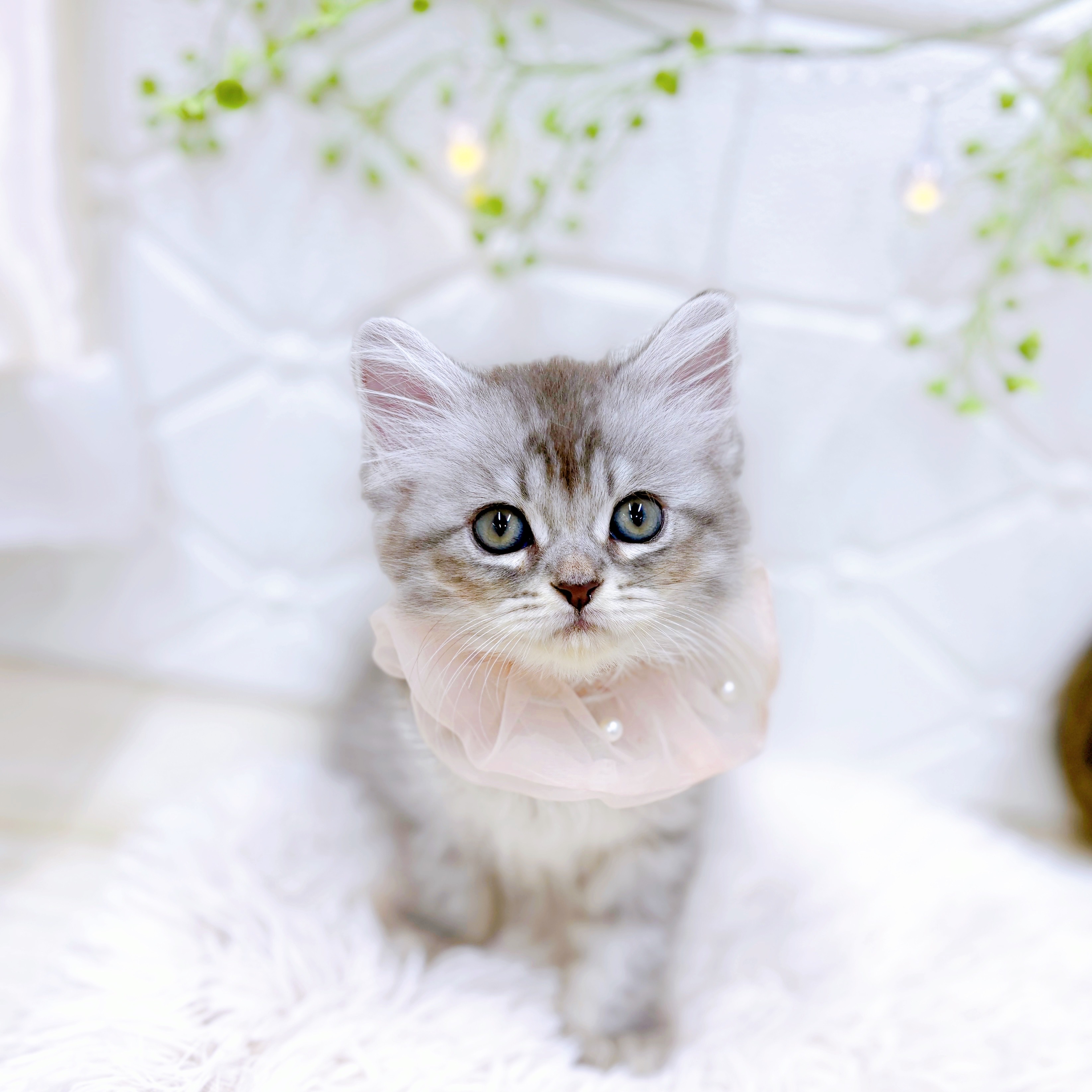 福井県のミヌエット (犬の家＆猫の里アミーゴ福井店/2025年6月7日生まれ/女の子/シルバータビーホワイト)の子猫の3枚目の画像
