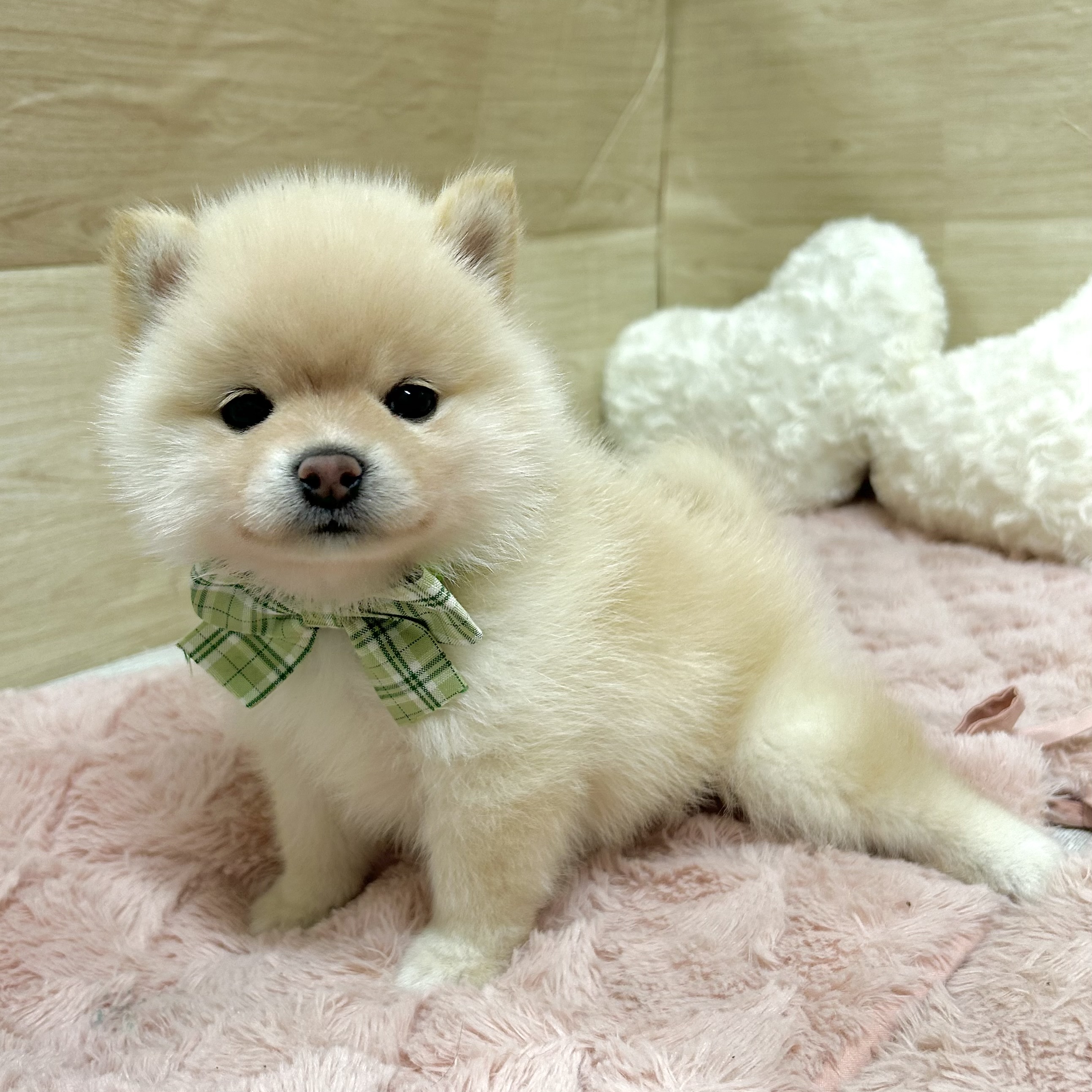 大阪府のポメ柴/豆ポメ/ポメ豆柴(ポメラニアン×柴犬) (犬の家＆猫の里そよら東岸和田店/2025年9月4日生まれ/女の子/白)の子犬の3枚目の画像