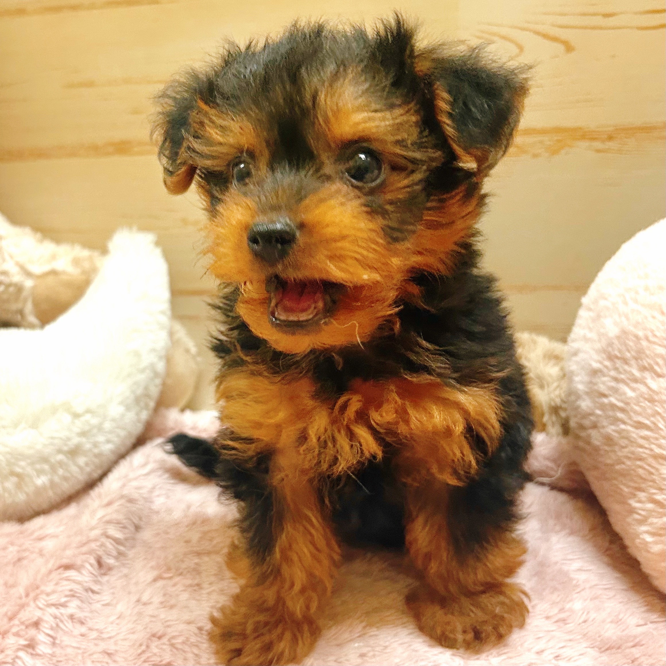 兵庫県のヨープー(ヨークシャーテリア×プードル) (犬の家&猫の里神戸店/2025年8月24日生まれ/男の子/ブラックタン)の子犬の1枚目の画像