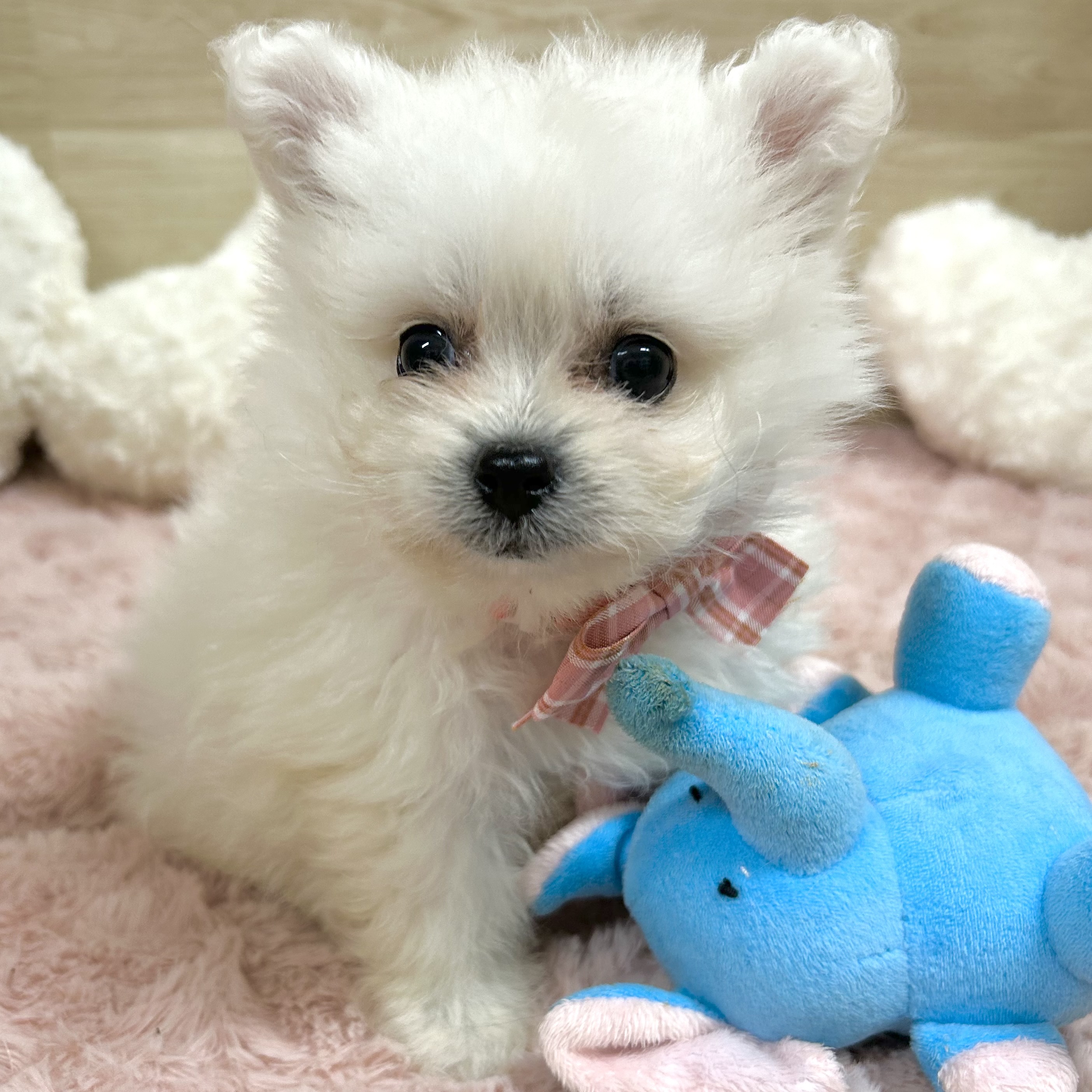 大阪府のポメビション(ポメラニアン×ビションフリーゼ) (犬の家＆猫の里そよら東岸和田店/2025年9月6日生まれ/女の子/ホワイト)の子犬の3枚目の画像