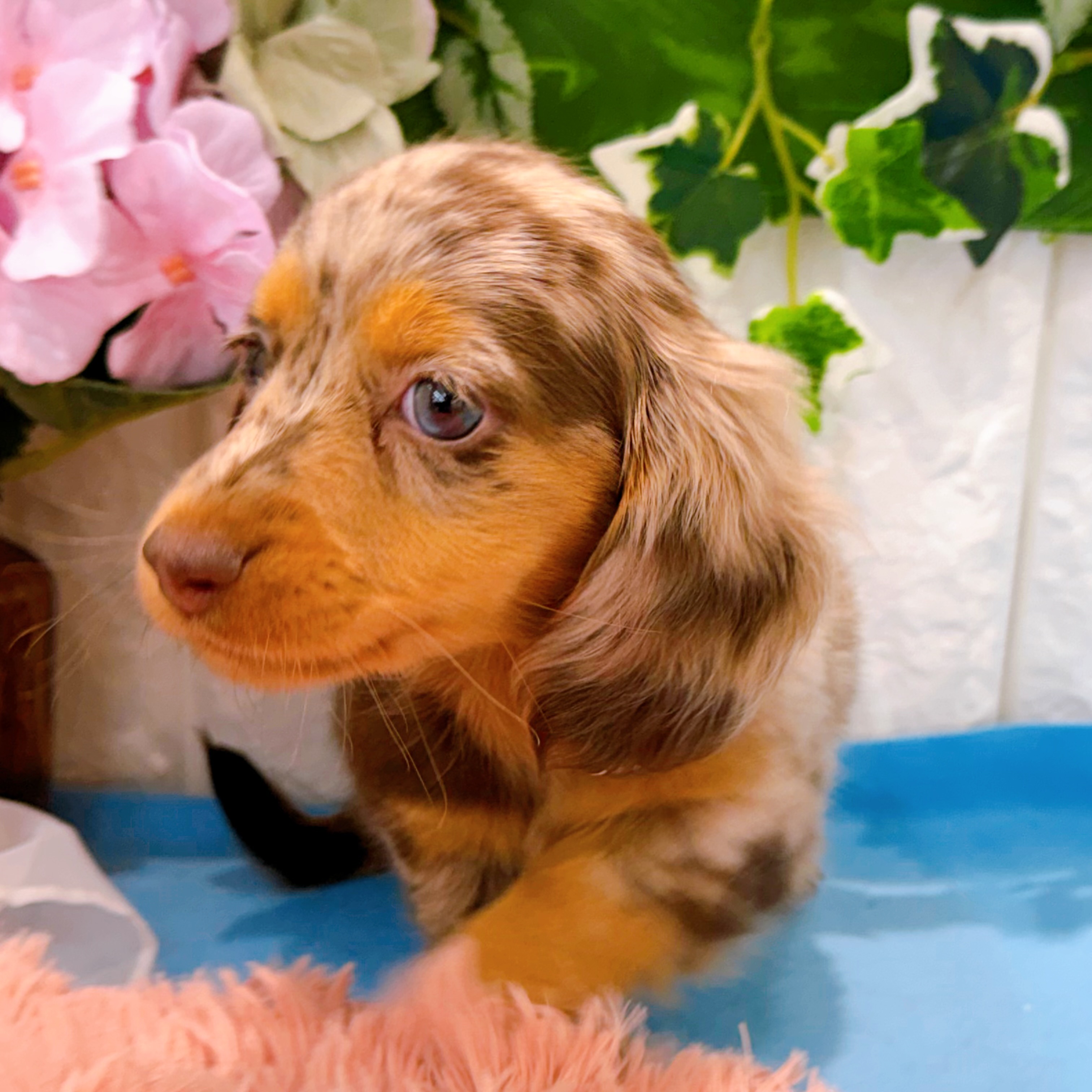 岡山県のミニチュアダックスフンド(ロング) (犬の家＆猫の里倉敷店/2026年3月6日生まれ/男の子/チョコレートダップル)の子犬の3枚目の画像