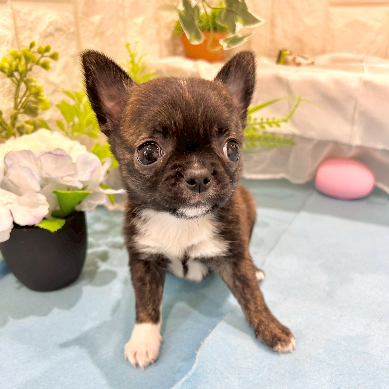 岡山県のハーフ犬・ミックス犬 (犬の家＆猫の里倉敷店/2026年3月8日生まれ/女の子/ブリンドルホワイト)の子犬の3枚目の画像