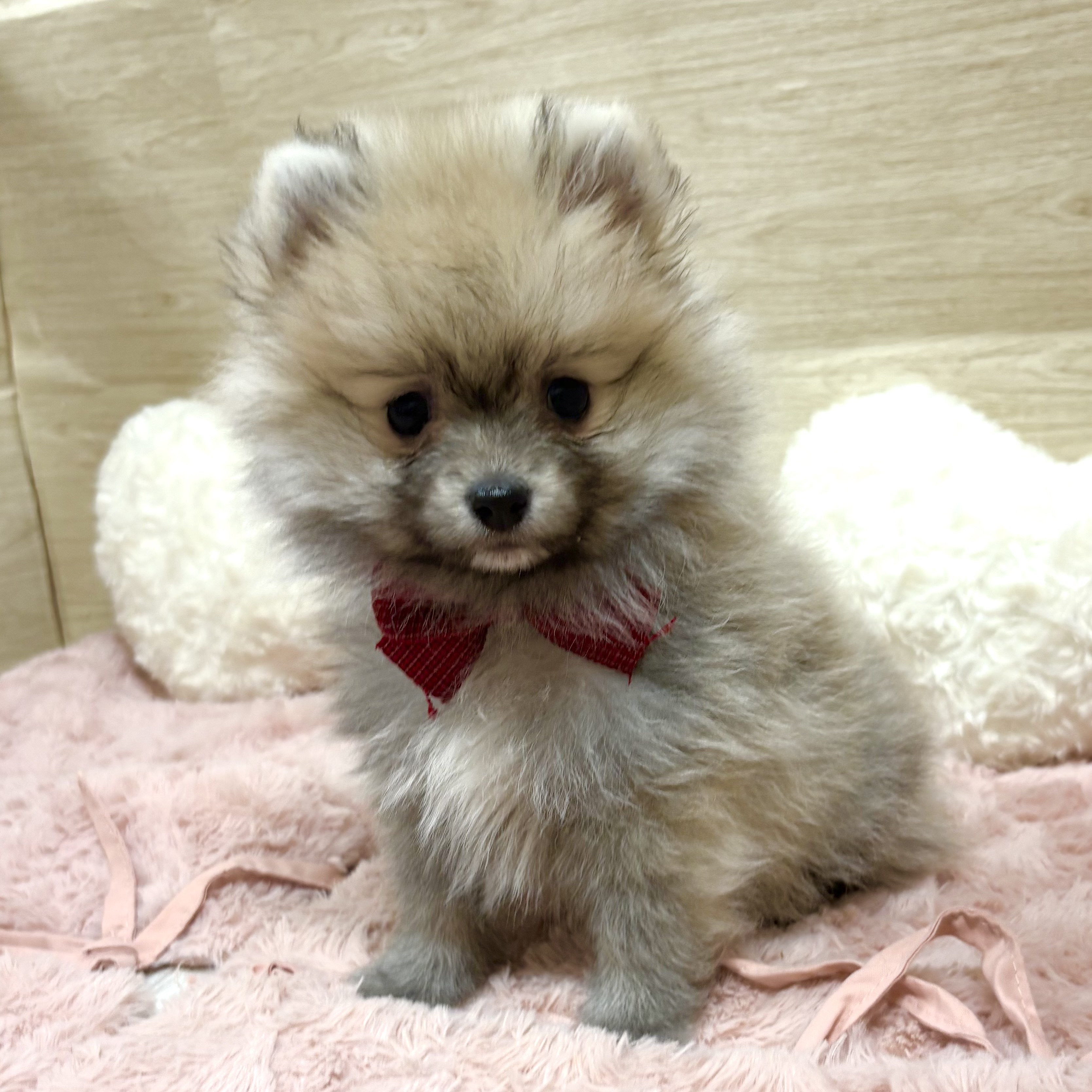 大阪府のポメラニアン (犬の家＆猫の里そよら東岸和田店/2025年11月27日生まれ/女の子/ウルフセーブル)の子犬の3枚目の画像