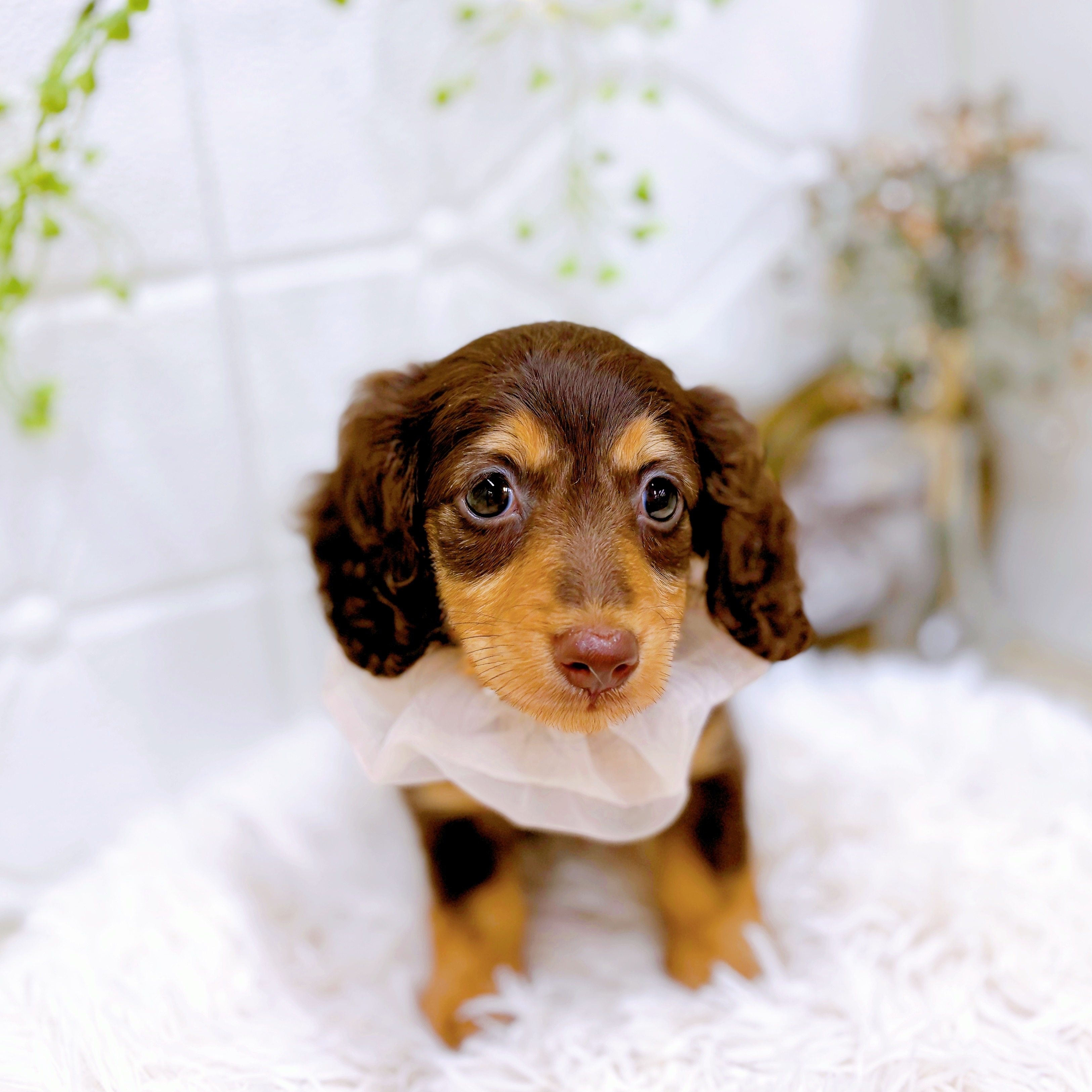 福井県のカニンヘンダックスフンド(ロング) (犬の家＆猫の里アミーゴ福井店/2025年6月6日生まれ/女の子/チョコレートタン)の子犬の1枚目の画像