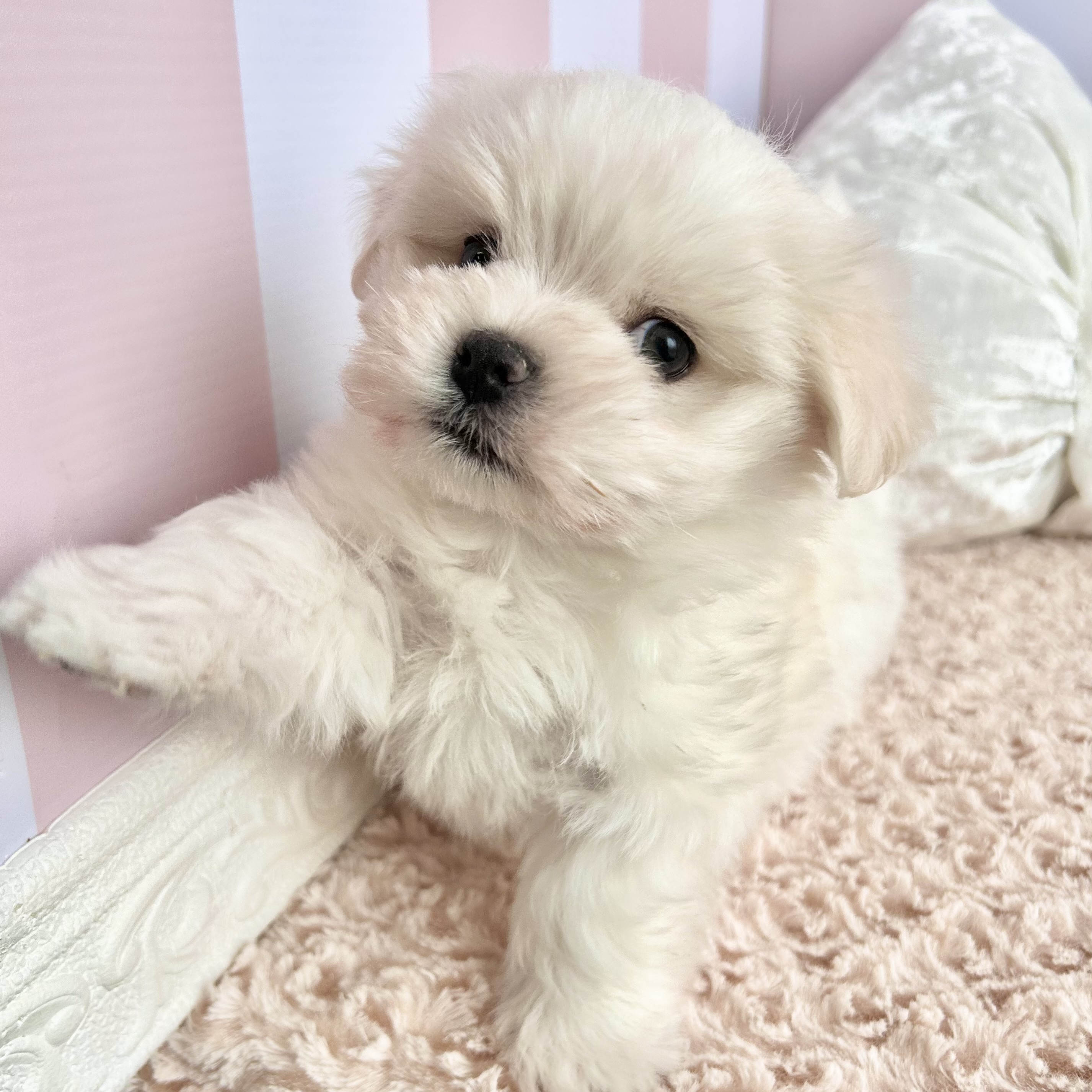 岡山県のマルチーズ (犬の家＆猫の里倉敷中庄店/2025年11月8日生まれ/男の子/ホワイト)の子犬の3枚目の画像