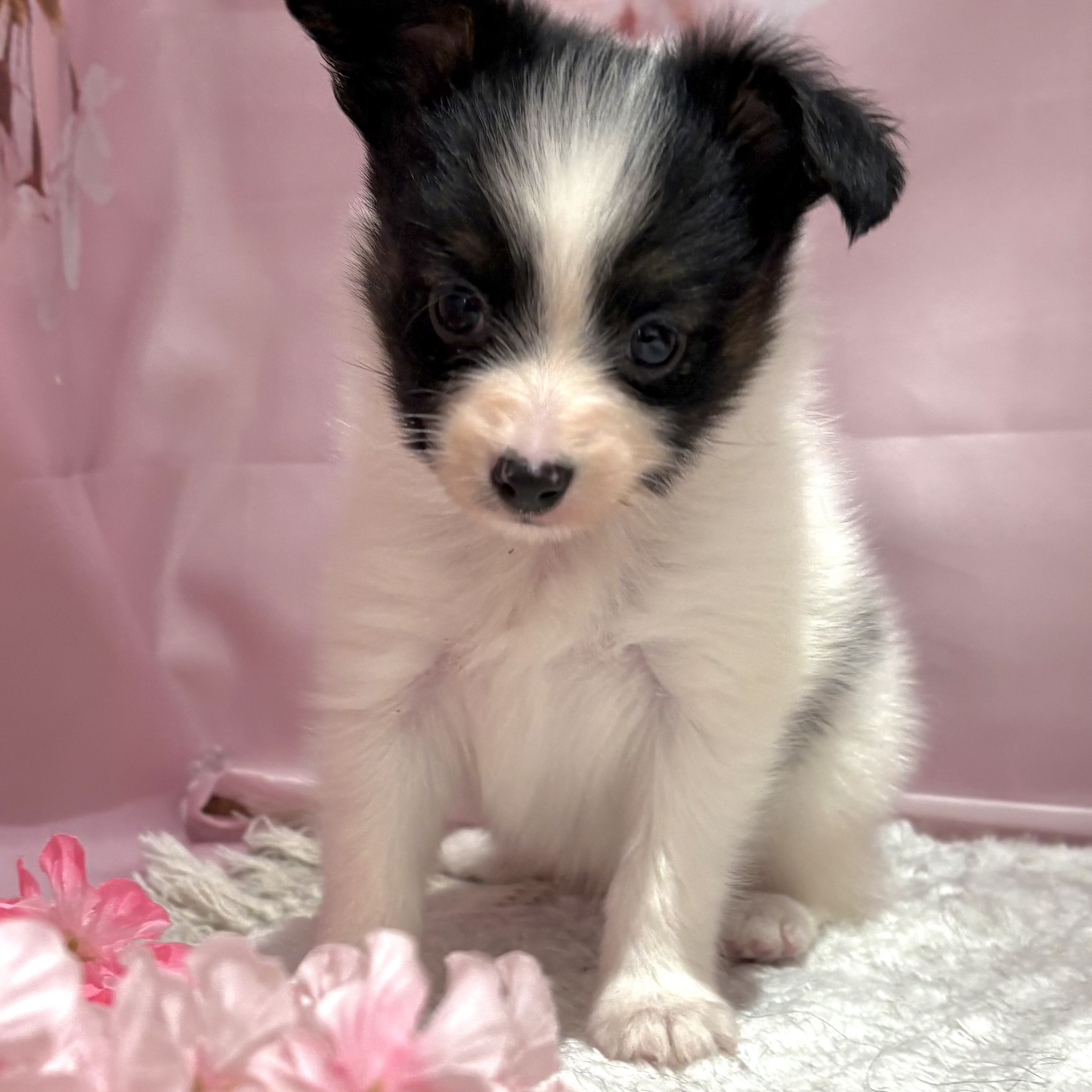 福岡県のパピヨン (犬の家＆猫の里トリアス久山店/2026年2月3日生まれ/男の子/ホワイトブラック)の子犬の3枚目の画像