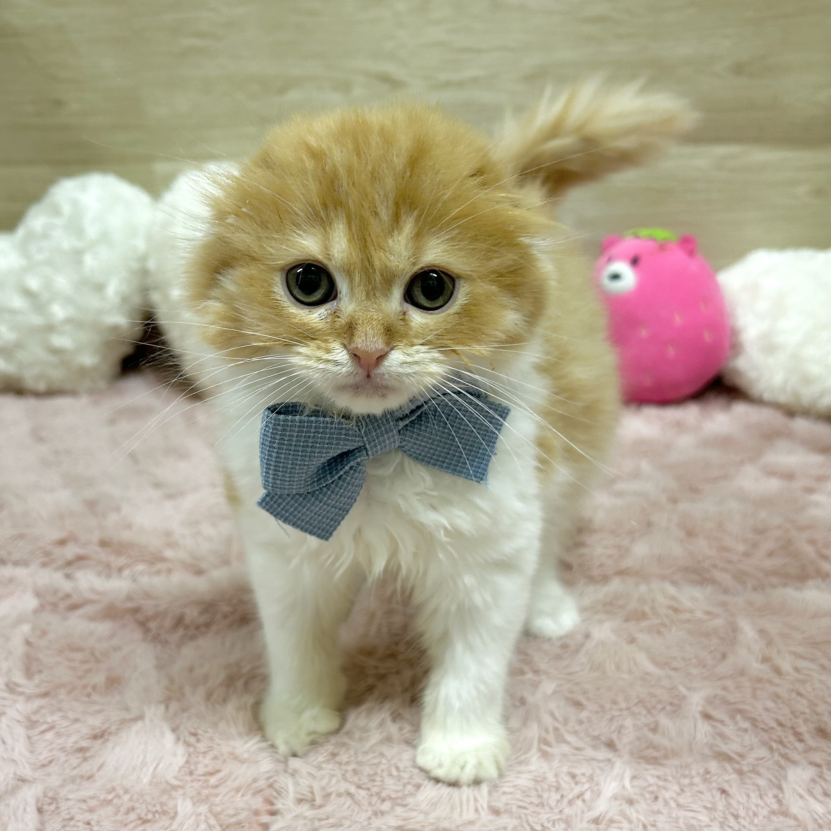 大阪府のスコティッシュフォールド (犬の家＆猫の里そよら東岸和田店/2025年8月30日生まれ/男の子/レッドタビーホワイト)の子猫の3枚目の画像