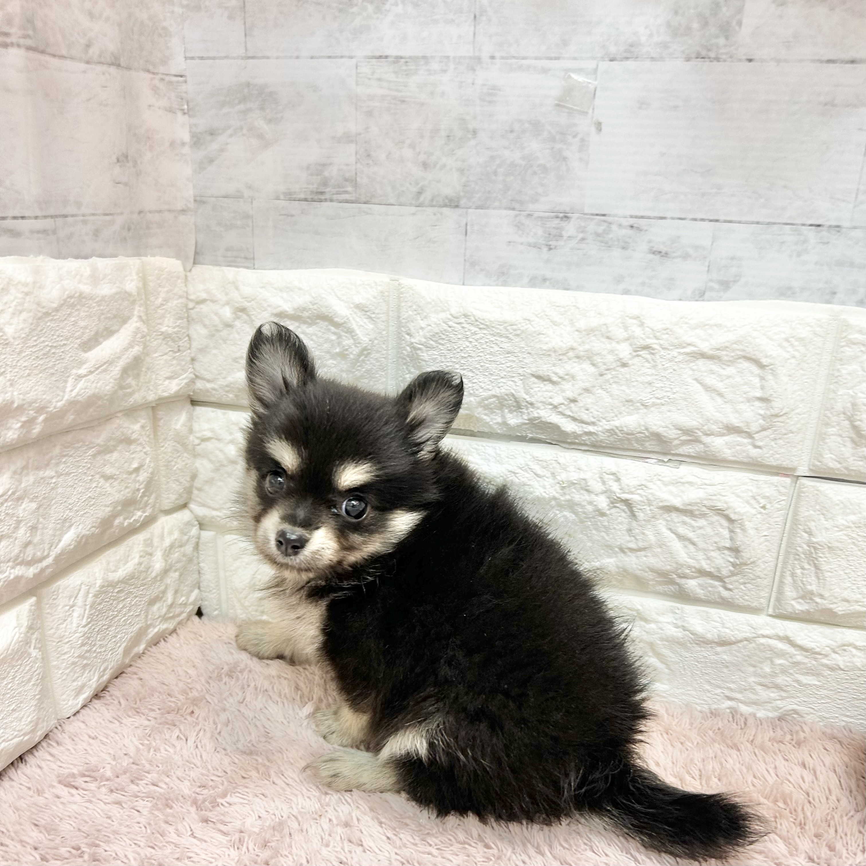 静岡県のポメチワ/チワポメ/ポメチー(ポメラニアン×チワワ) (犬の家＆猫の里プレ葉ウォーク浜北店/2026年5月3日生まれ/女の子/ブラックタン)の子犬の1枚目の画像
