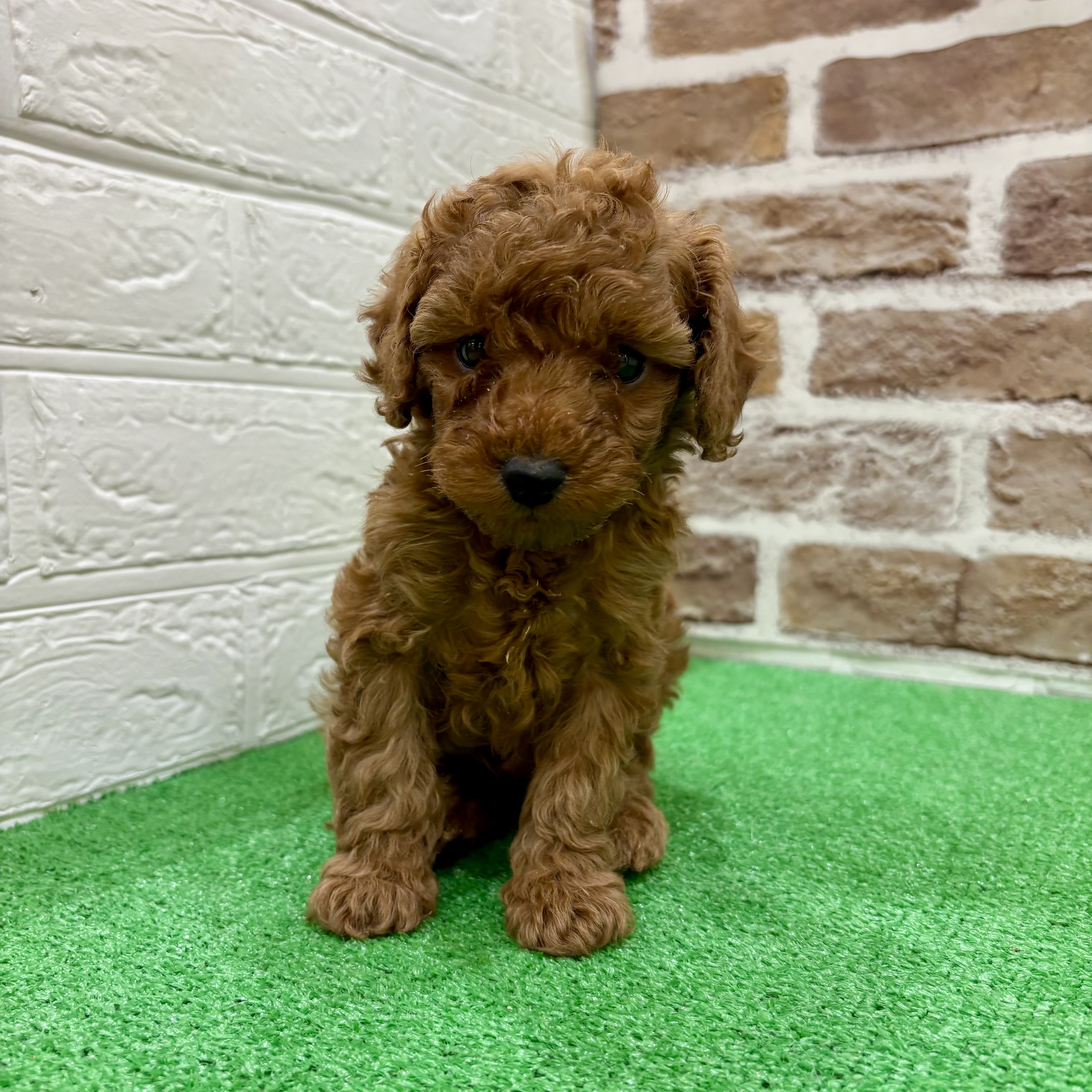 三重県のトイプードル(トイ) (犬の家＆猫の里三重桑名店/2025年12月1日生まれ/女の子/レッド)の子犬の3枚目の画像