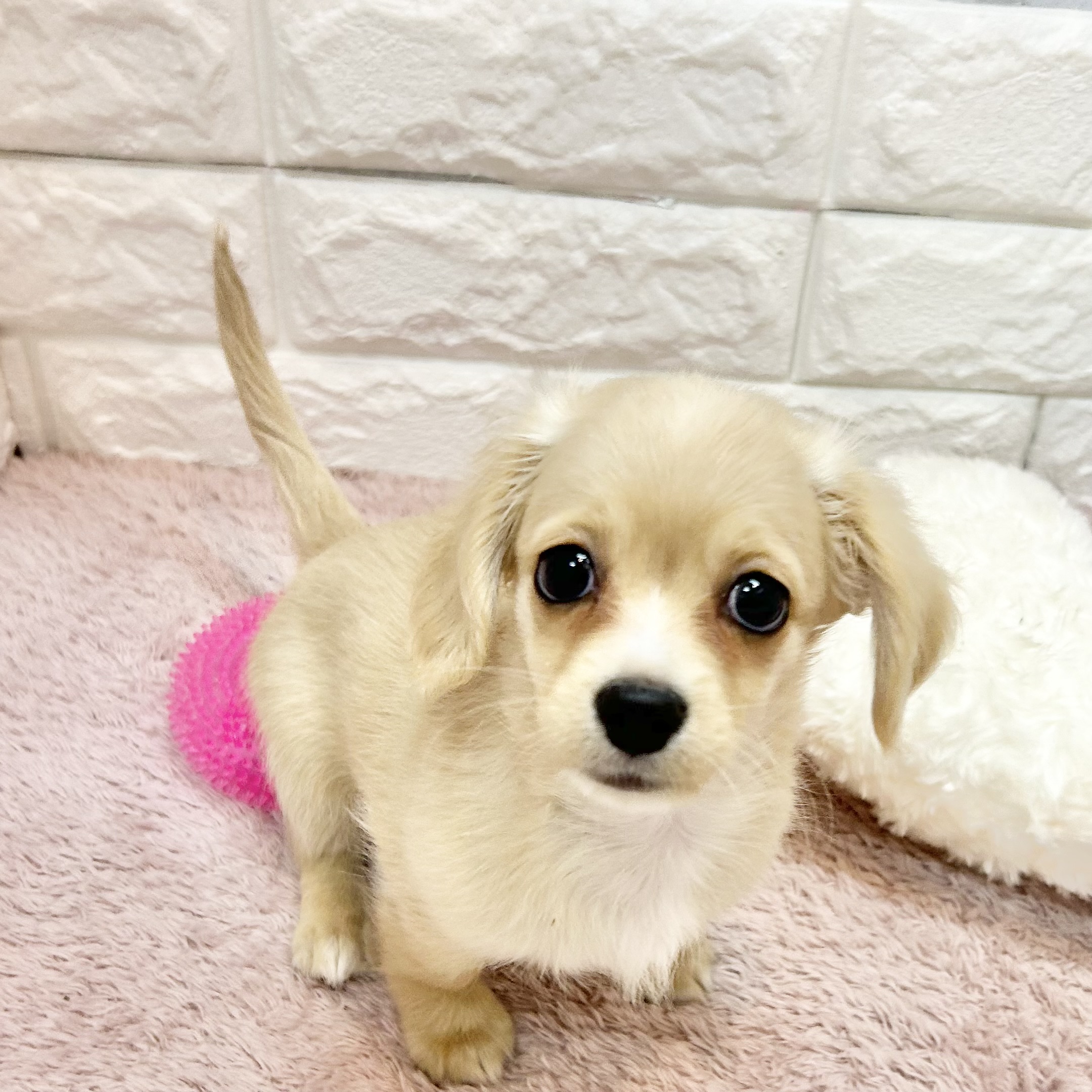 静岡県のチワックス(チワワ×ダックス) (犬の家＆猫の里プレ葉ウォーク浜北店/2026年5月1日生まれ/男の子/クリームホワイト)の子犬の3枚目の画像