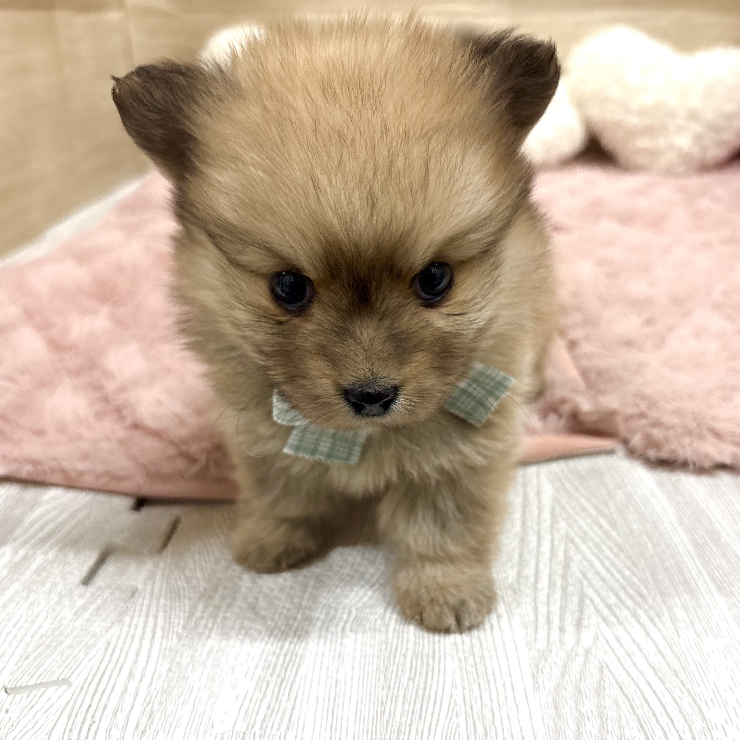 大阪府のポメックス(ポメラニアン×ダックス) (犬の家＆猫の里そよら東岸和田店/2025年12月5日生まれ/男の子/レッドフォーン)の子犬の3枚目の画像