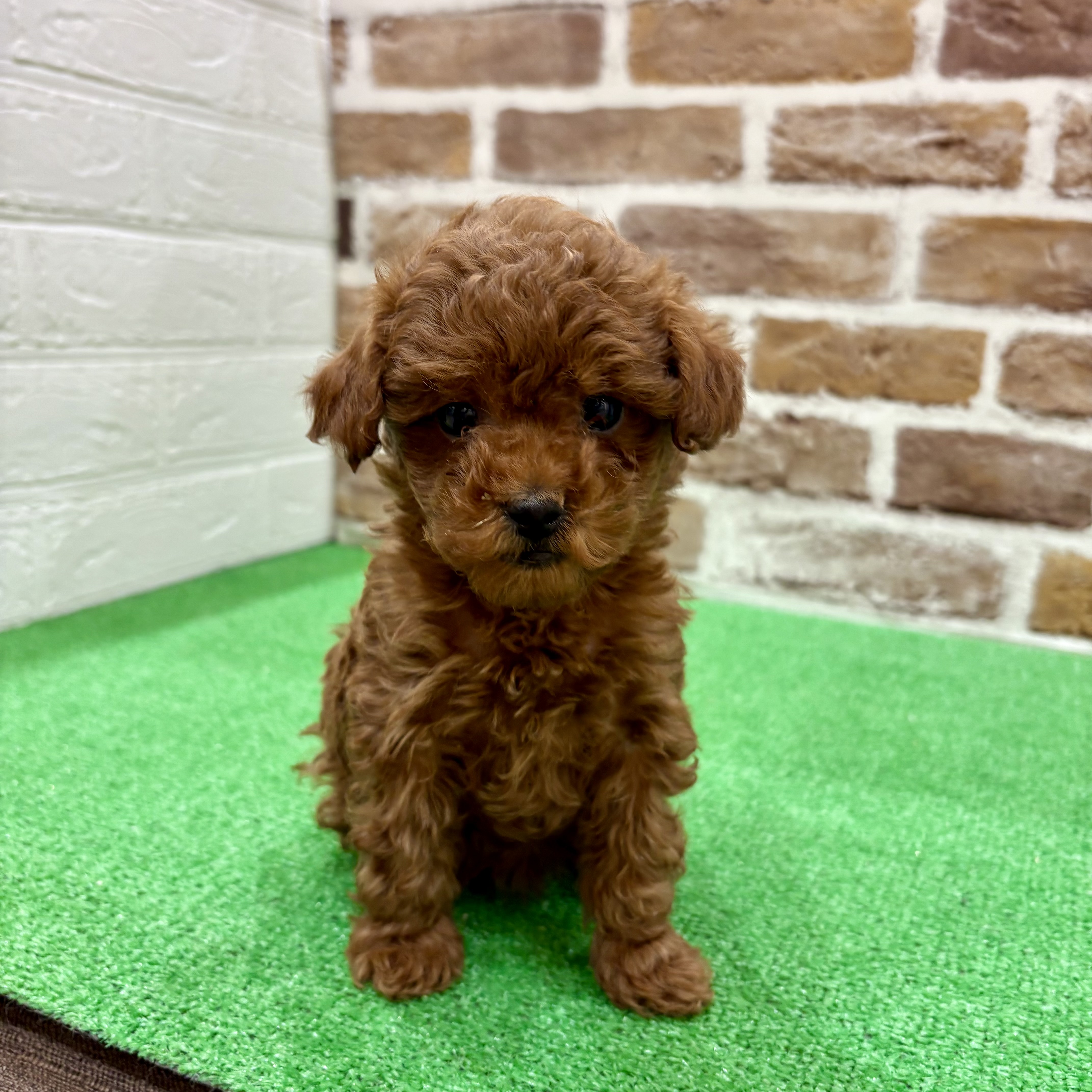 タイニープードル女の子の写真