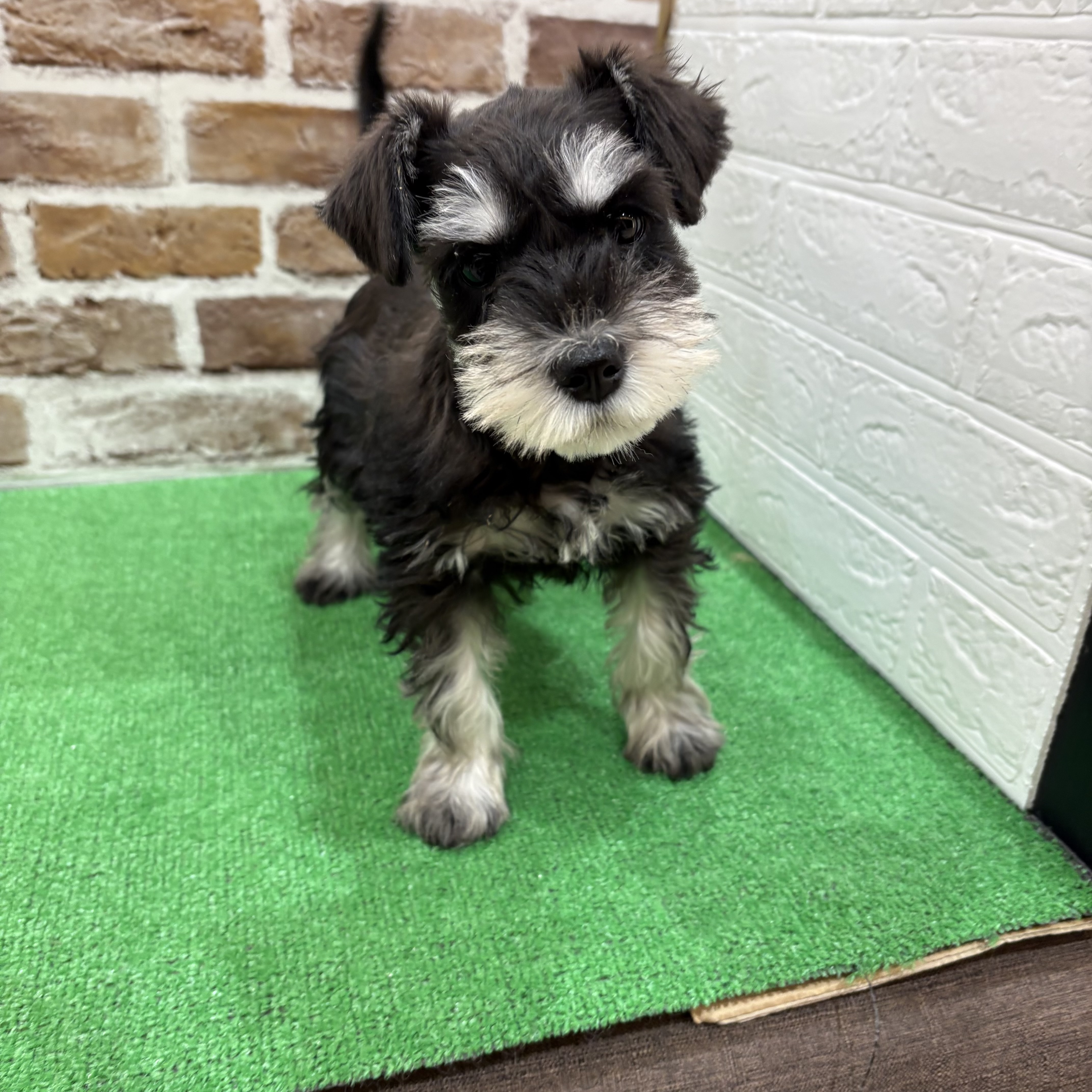 三重県のミニチュアシュナウザー (犬の家＆猫の里三重桑名店/2025年11月24日生まれ/女の子/ブラックシルバー)の子犬の3枚目の画像