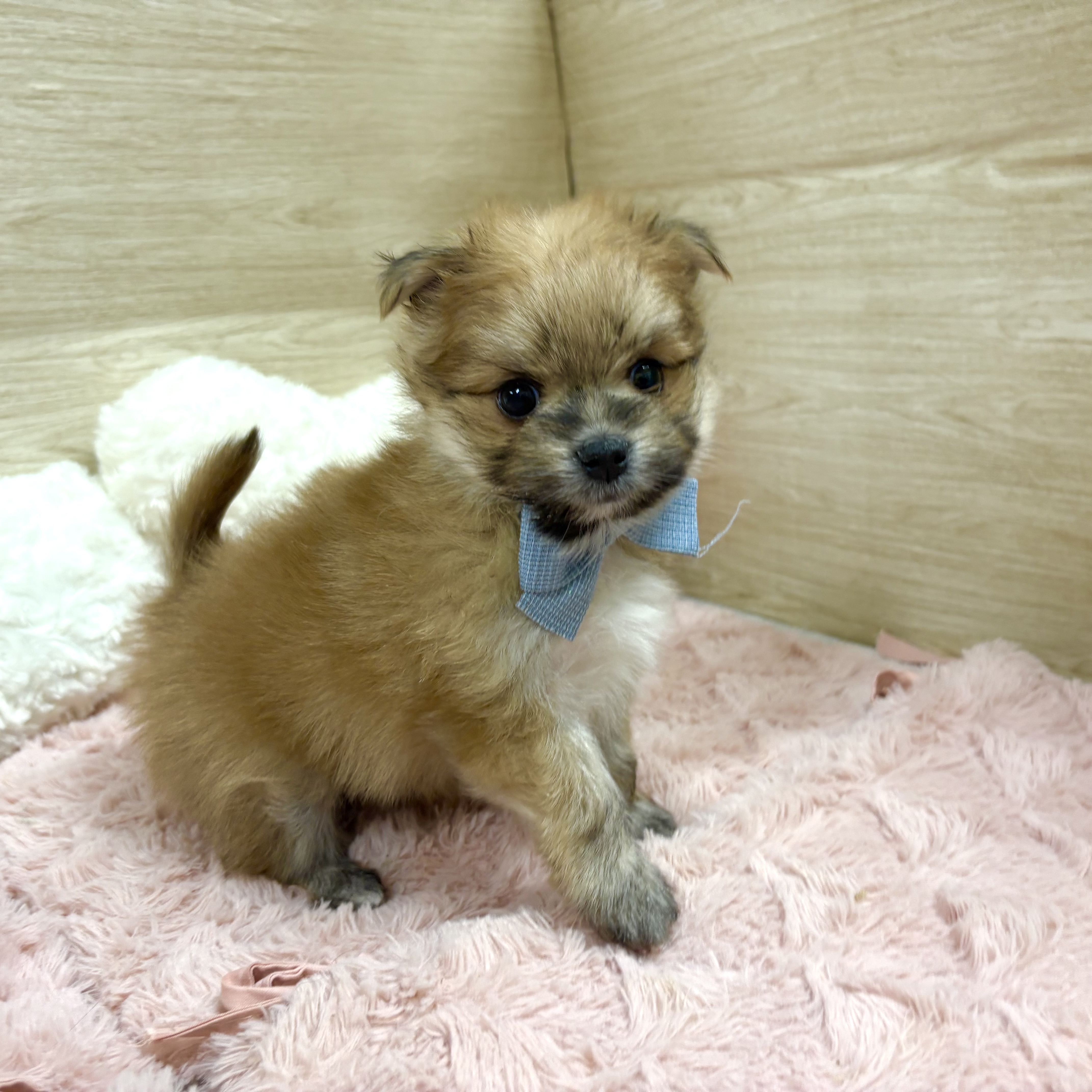 大阪府のポメマル/マルポメ(ポメラニアン×マルチーズ) (犬の家＆猫の里そよら東岸和田店/2025年12月7日生まれ/男の子/フォーン)の子犬の3枚目の画像