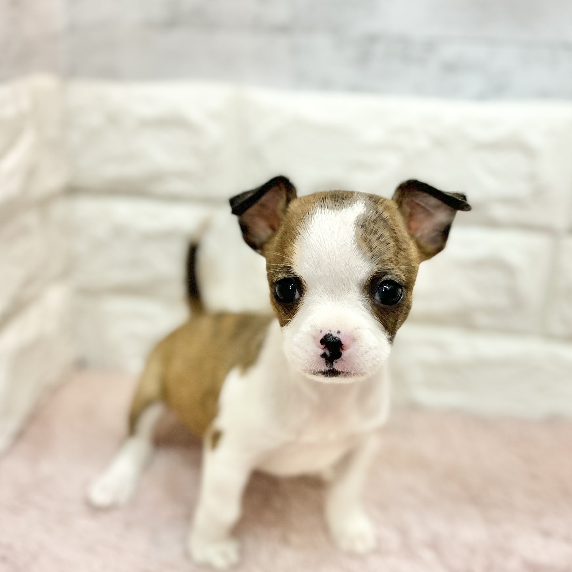 静岡県のハーフ犬・ミックス犬 (犬の家＆猫の里プレ葉ウォーク浜北店/2026年4月28日生まれ/女の子/ブリンドルホワイト)の子犬の3枚目の画像
