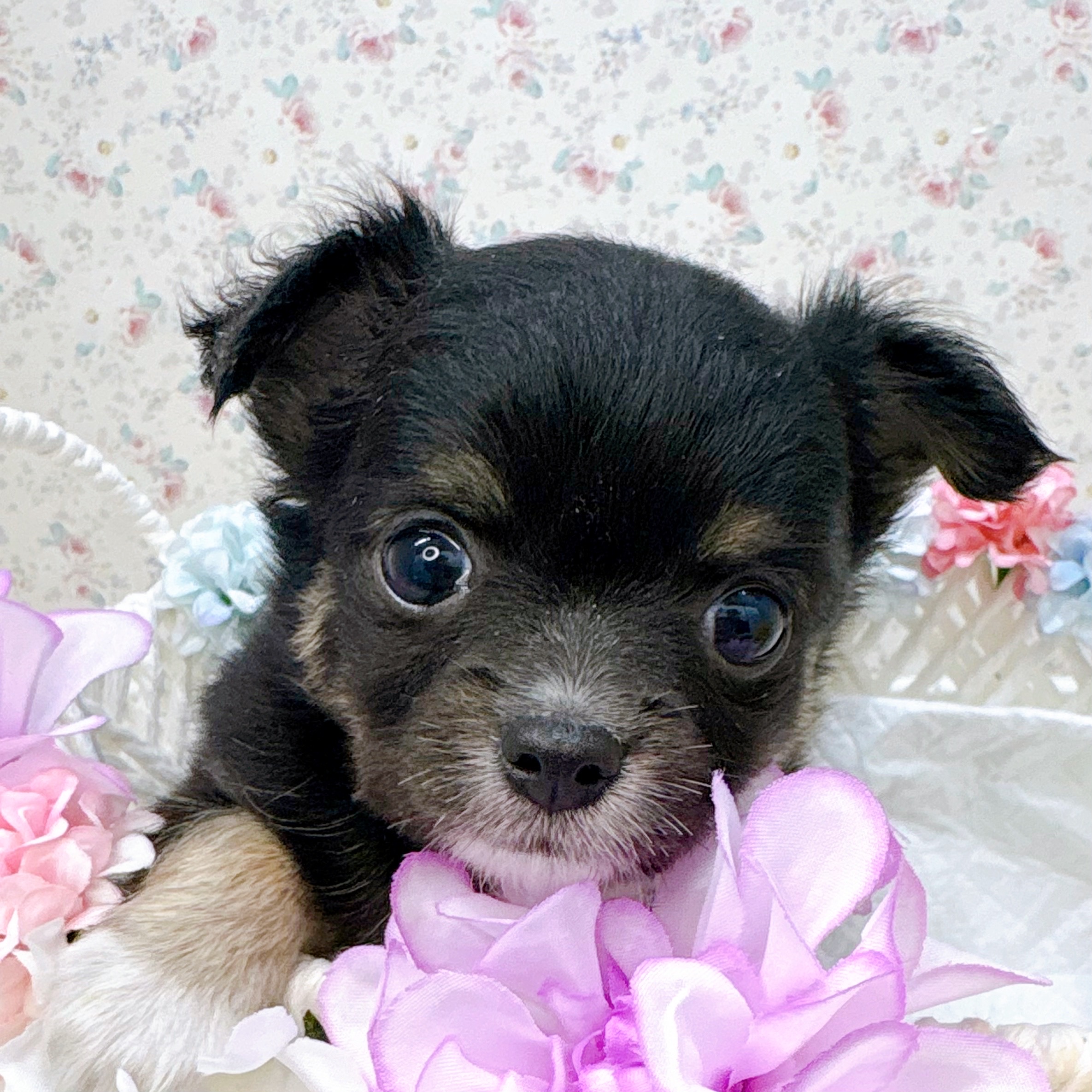 石川県のチワワ(ロング) (犬の家＆猫の里アミーゴ金沢有松店/2025年10月13日生まれ/女の子/ブラックタンホワイト)の子犬の3枚目の画像