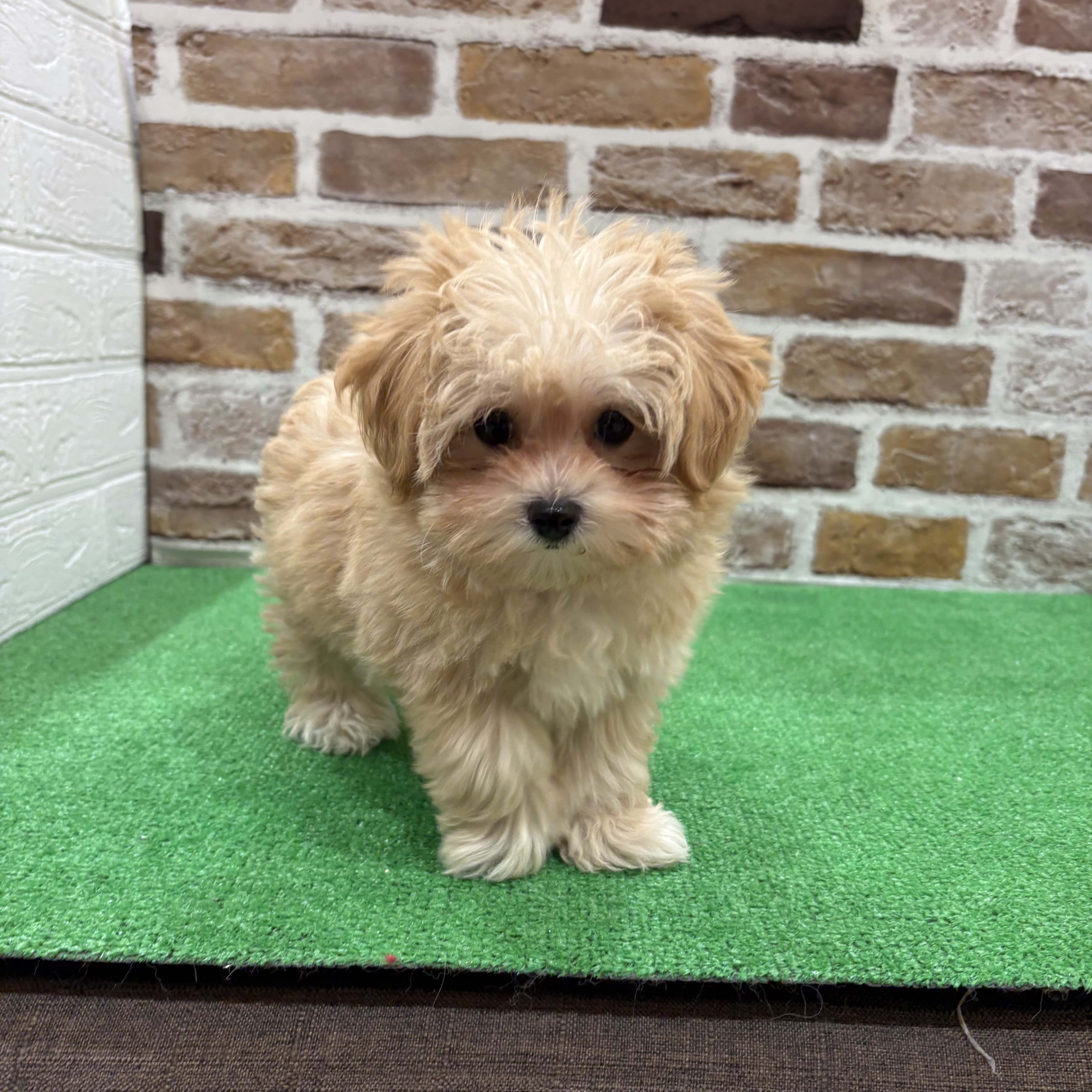 三重県のマルプー(マルチーズ×プードル) (犬の家＆猫の里三重桑名店/2025年11月25日生まれ/女の子/アプリコット)の子犬の3枚目の画像