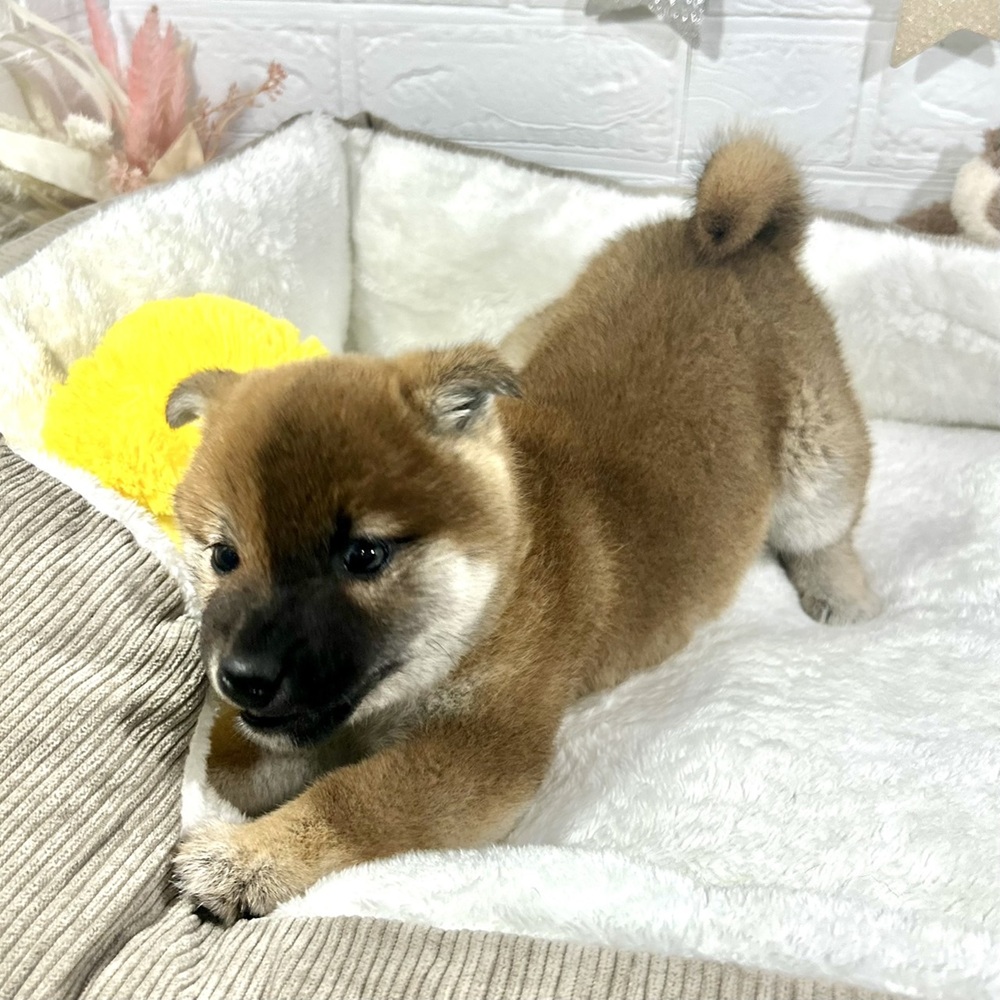 兵庫県の柴犬(標準サイズ) (犬の家＆猫の里ニッケパークタウン加古川店/2025年12月6日生まれ/女の子/赤)の子犬の3枚目の画像