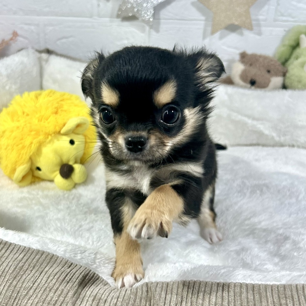 兵庫県のチワワ(ロング) (犬の家＆猫の里ニッケパークタウン加古川店/2025年11月15日生まれ/女の子/ブラックタンホワイト)の子犬の3枚目の画像