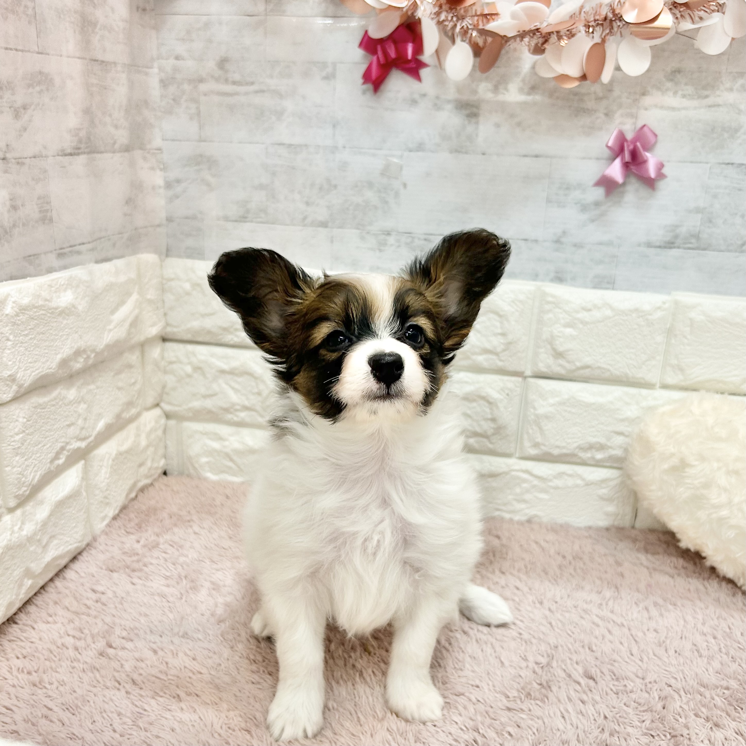 静岡県のパピヨン (犬の家＆猫の里プレ葉ウォーク浜北店/2026年4月27日生まれ/男の子/ホワイトブラウン)の子犬の3枚目の画像