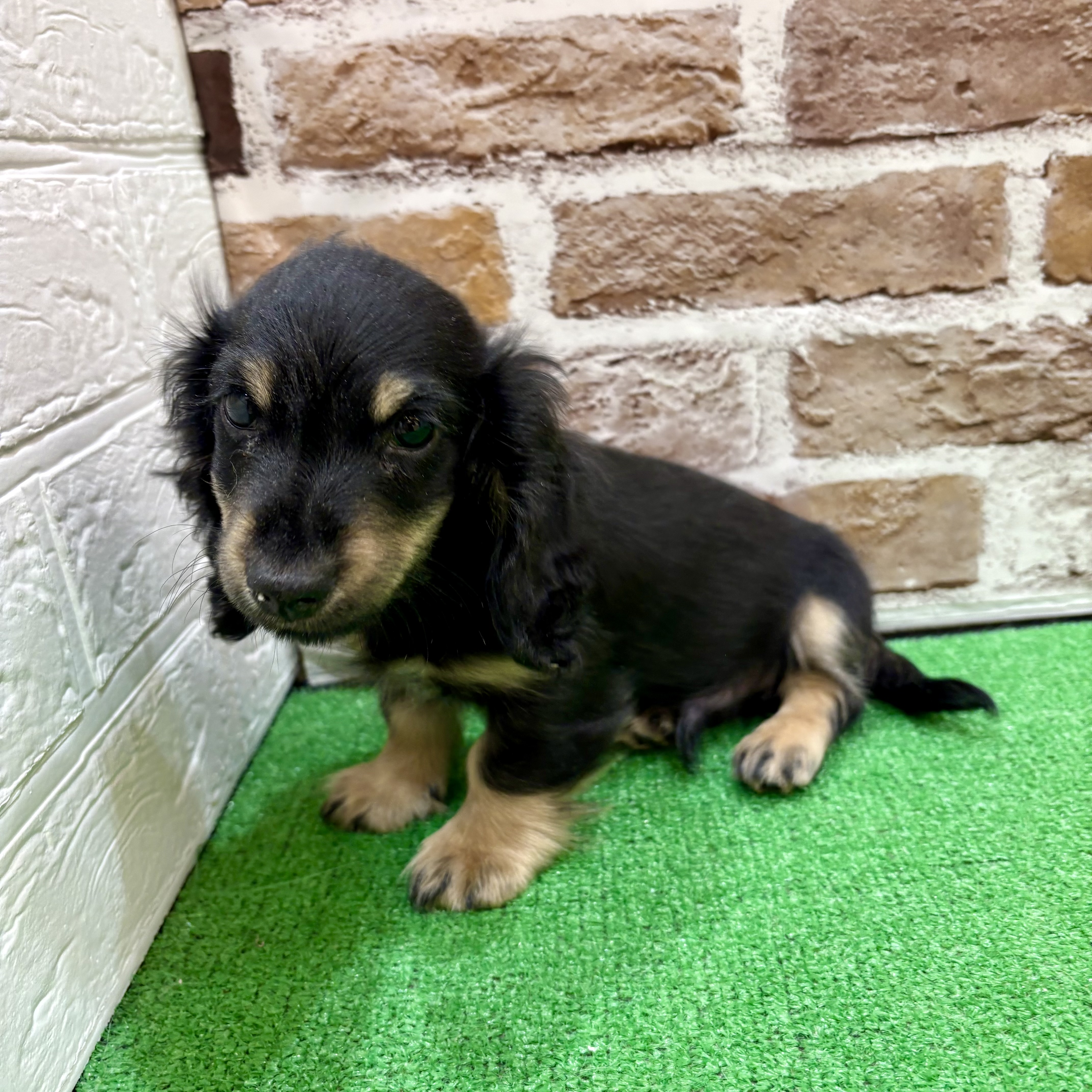 三重県のミニチュアダックスフンド(ロング) (犬の家＆猫の里三重桑名店/2025年11月24日生まれ/男の子/ブラックタン)の子犬の3枚目の画像