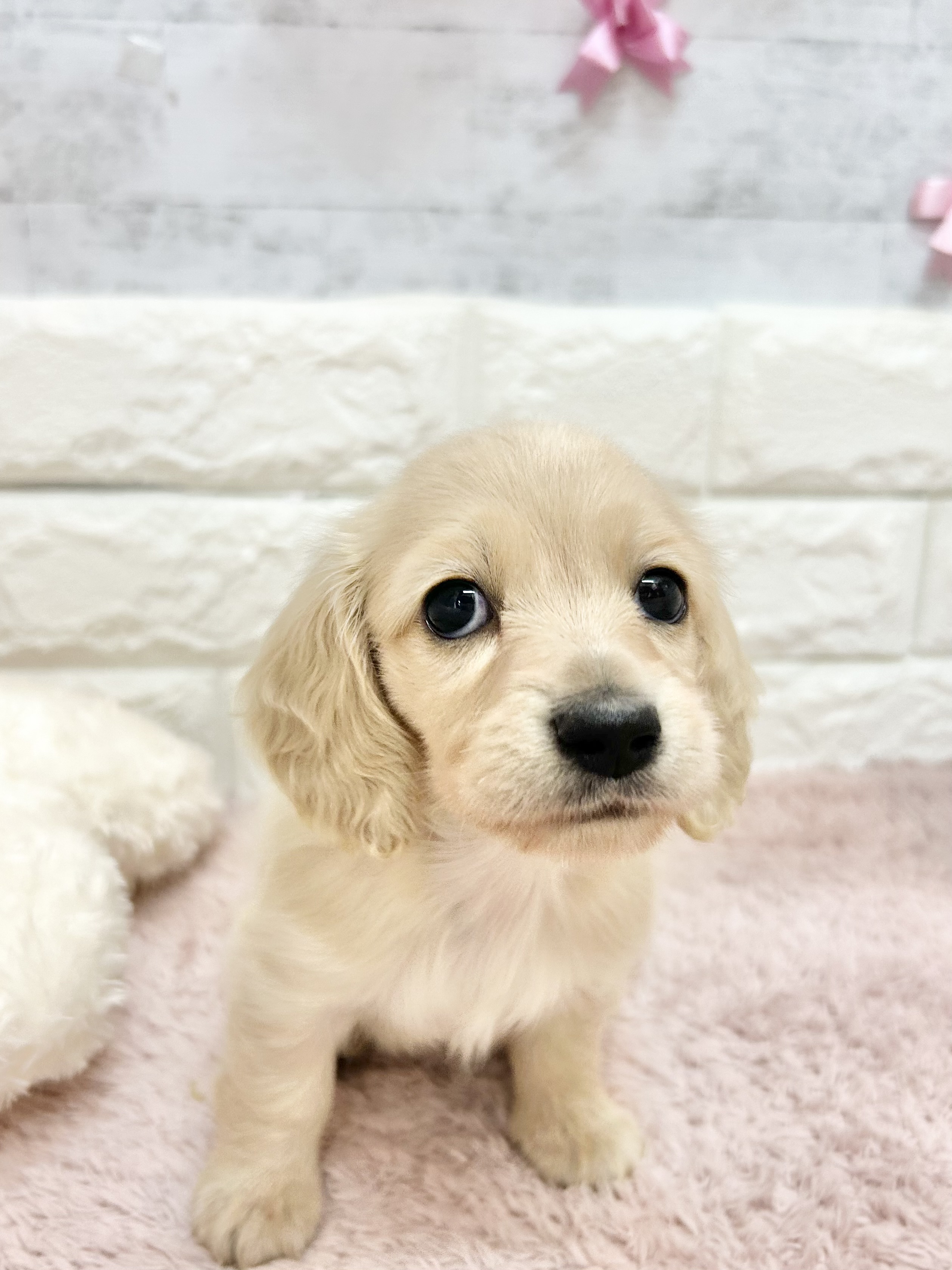 静岡県のミニチュアダックスフンド(ロング) (犬の家＆猫の里プレ葉ウォーク浜北店/2026年5月2日生まれ/女の子/イエロー)の子犬の3枚目の画像