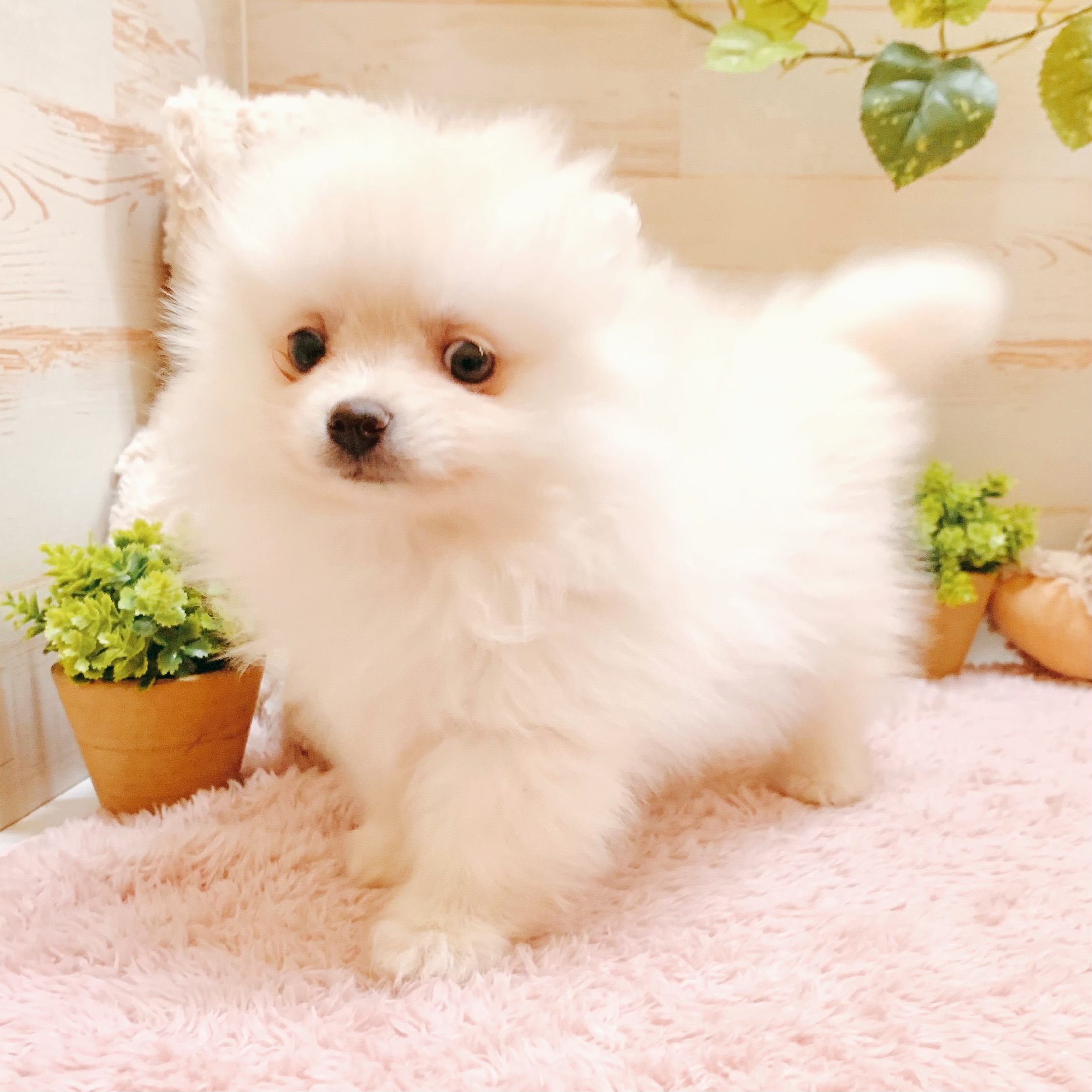 兵庫県のポメラニアン (犬の家＆猫の里神戸店/2026年1月10日生まれ/女の子/クリーム)の子犬の3枚目の画像