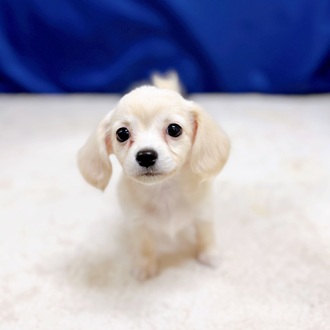 愛知県のチワックス(チワワ×ダックス) (犬の家＆猫の里一宮店/2025年11月11日生まれ/女の子/クリーム)の子犬の3枚目の画像