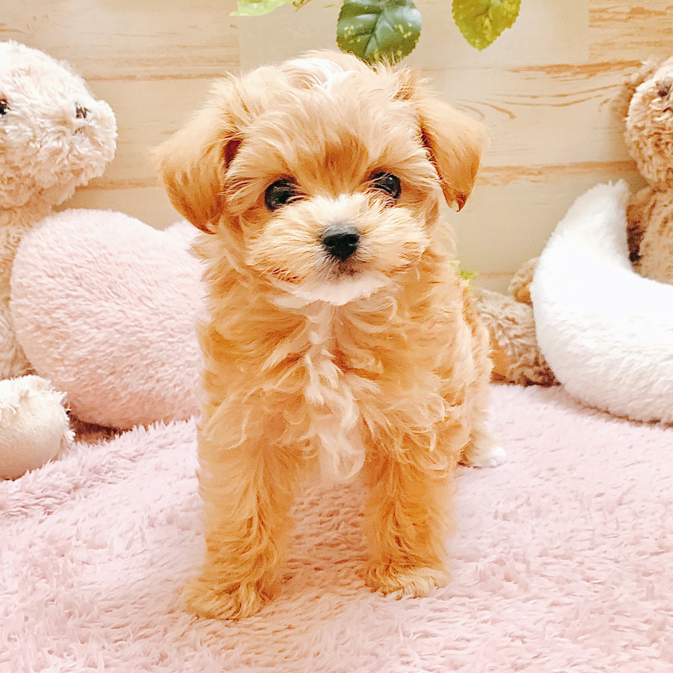 兵庫県のマルプー(マルチーズ×プードル) (犬の家＆猫の里神戸店/2026年1月17日生まれ/男の子/クリームホワイト)の子犬の3枚目の画像