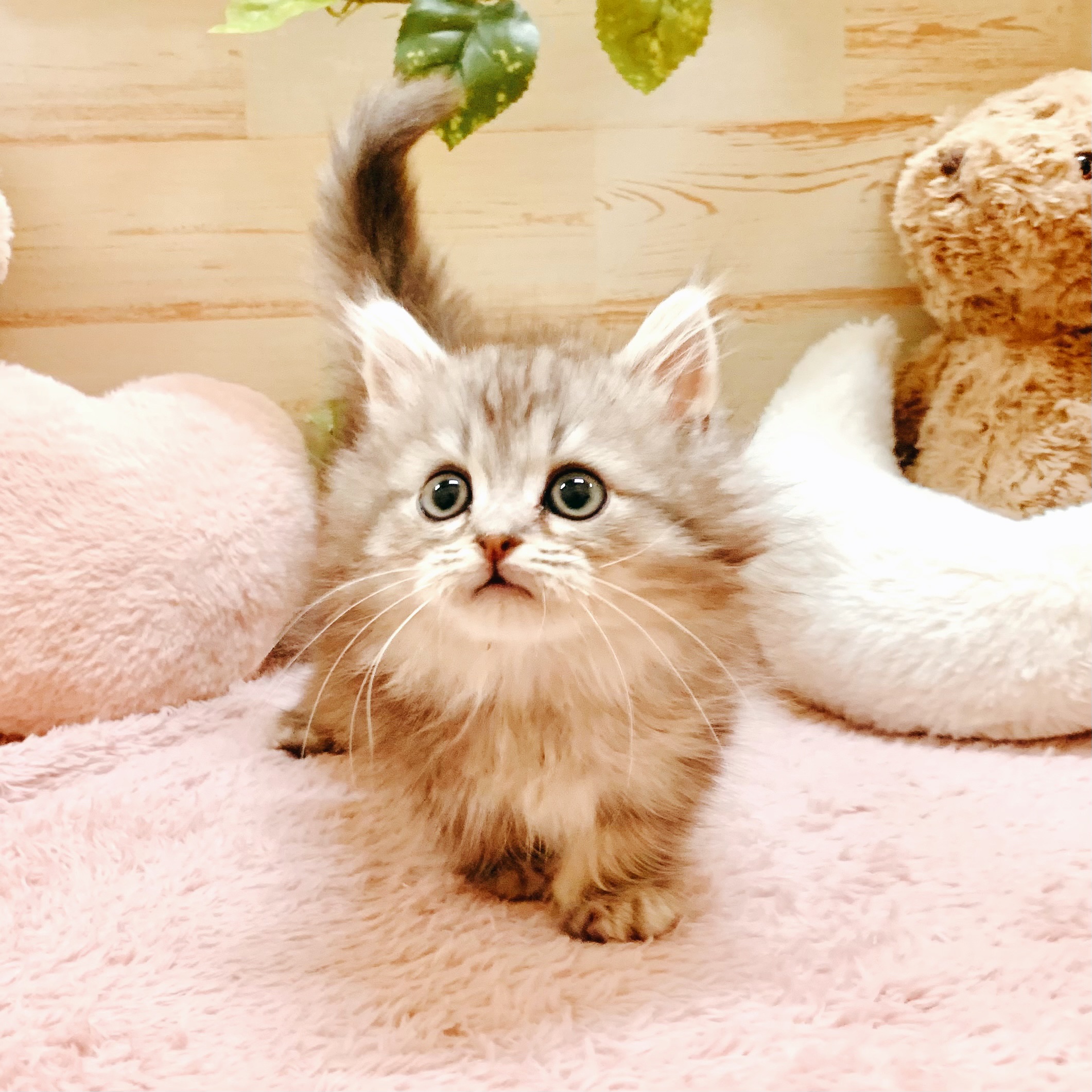 兵庫県のミヌエット (犬の家＆猫の里神戸店/2026年1月9日生まれ/男の子/シルバータビー)の子猫の3枚目の画像