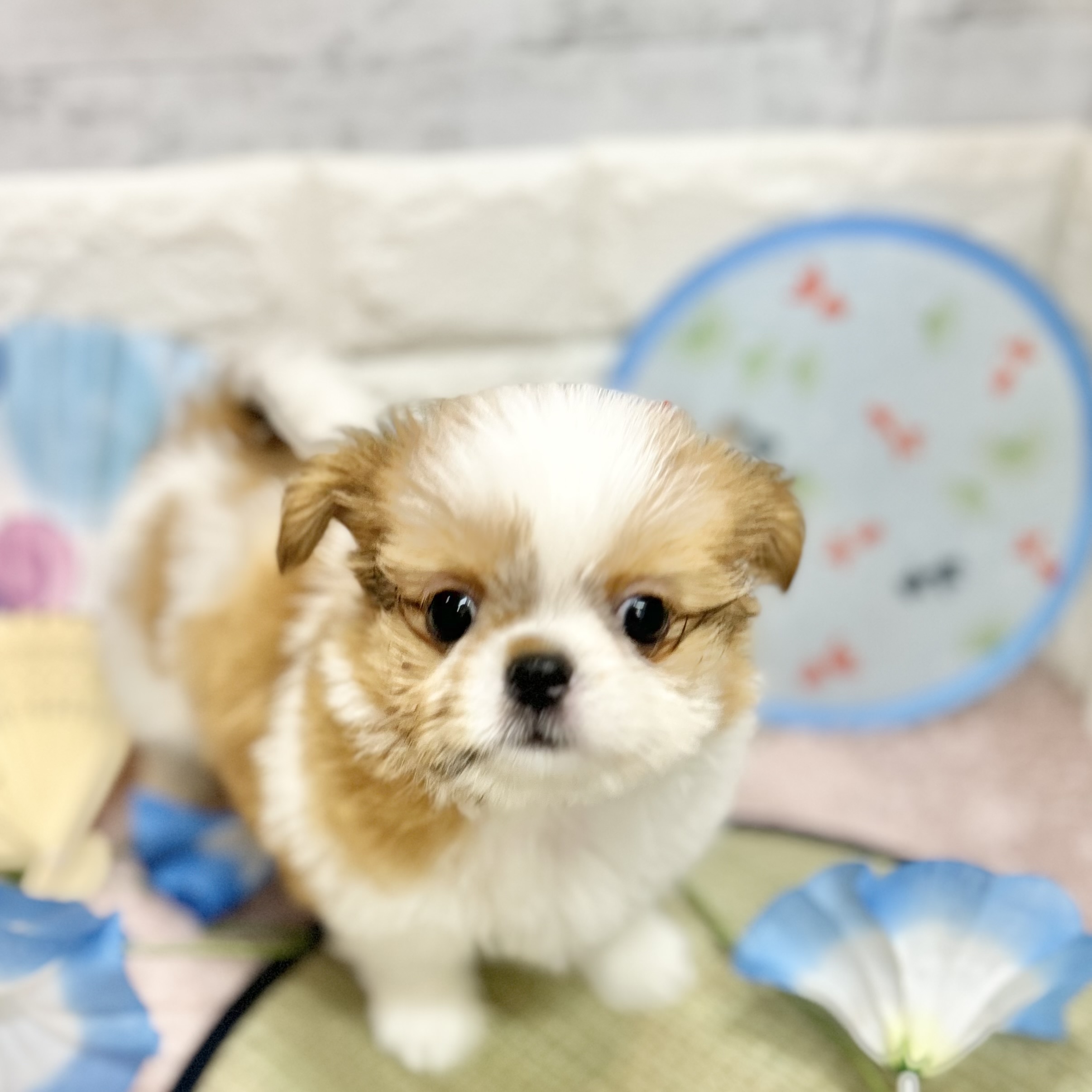 静岡県のチワズー/チワシーズ(チワワ×シーズー) (犬の家＆猫の里プレ葉ウォーク浜北店/2026年4月27日生まれ/女の子/ゴールドホワイト)の子犬の3枚目の画像