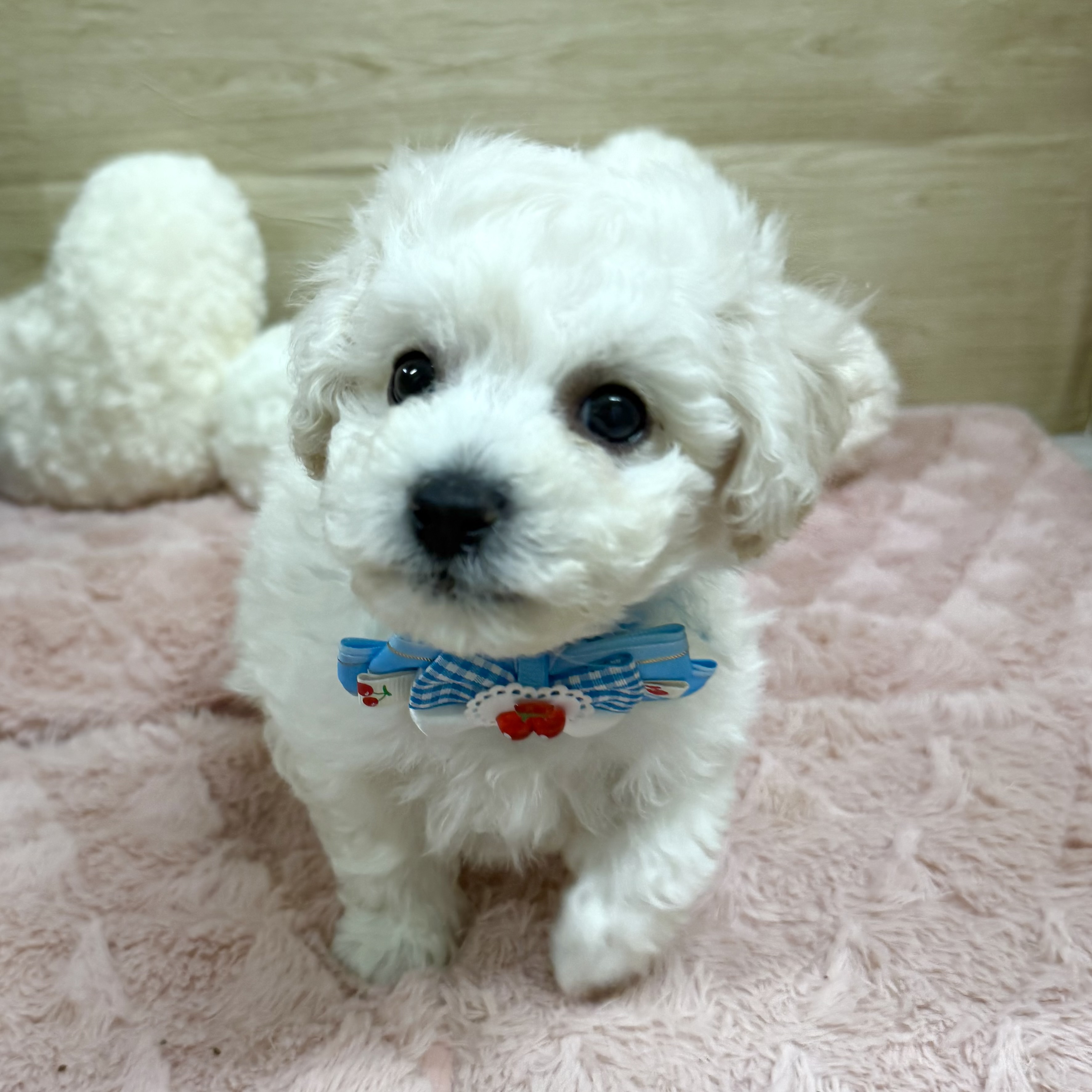 大阪府のビションフリーゼ (犬の家＆猫の里そよら東岸和田店/2025年10月14日生まれ/男の子/ホワイト)の子犬の3枚目の画像