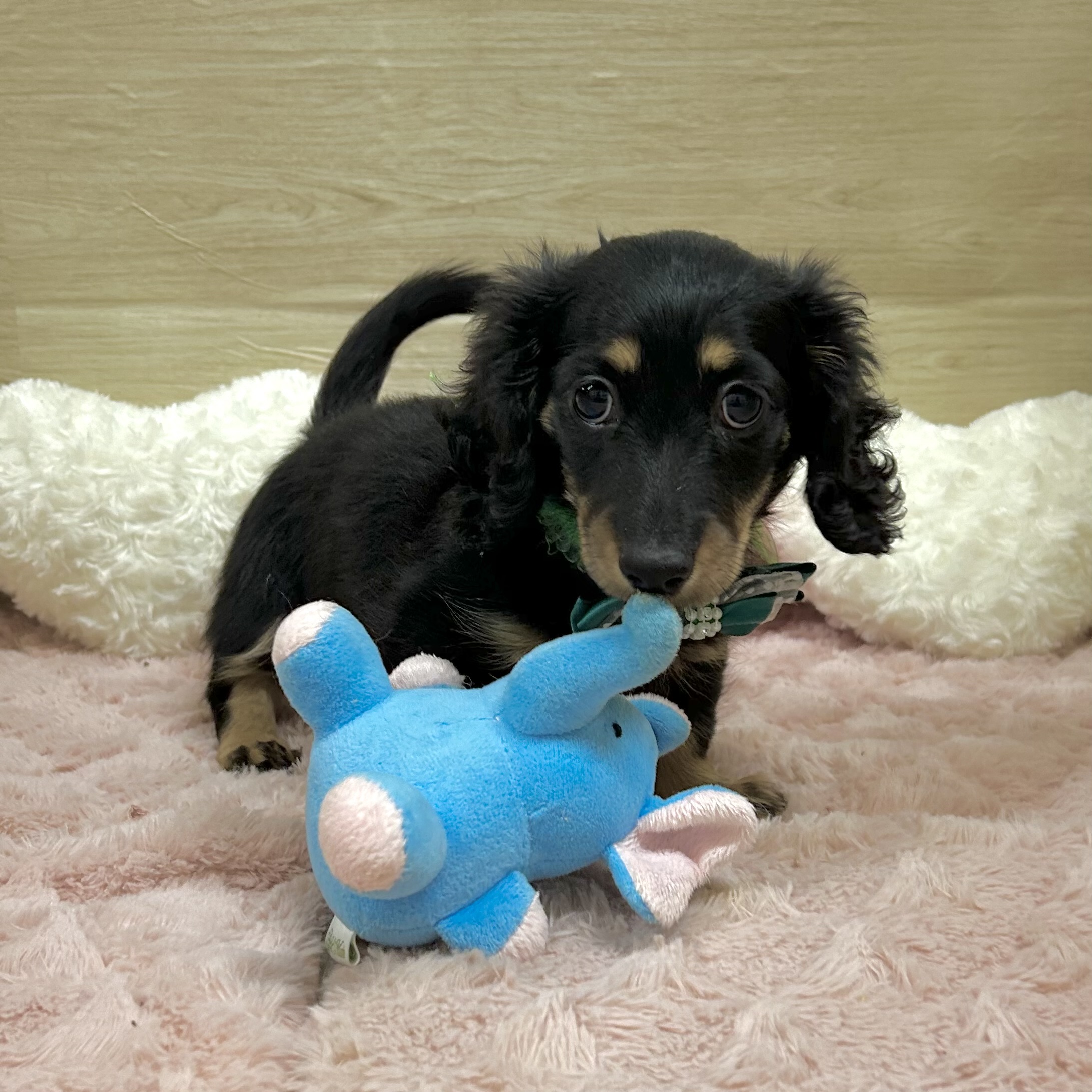 大阪府のミニチュアダックスフンド(ロング) (犬の家＆猫の里そよら東岸和田店/2025年9月22日生まれ/女の子/ブラックタン)の子犬の3枚目の画像