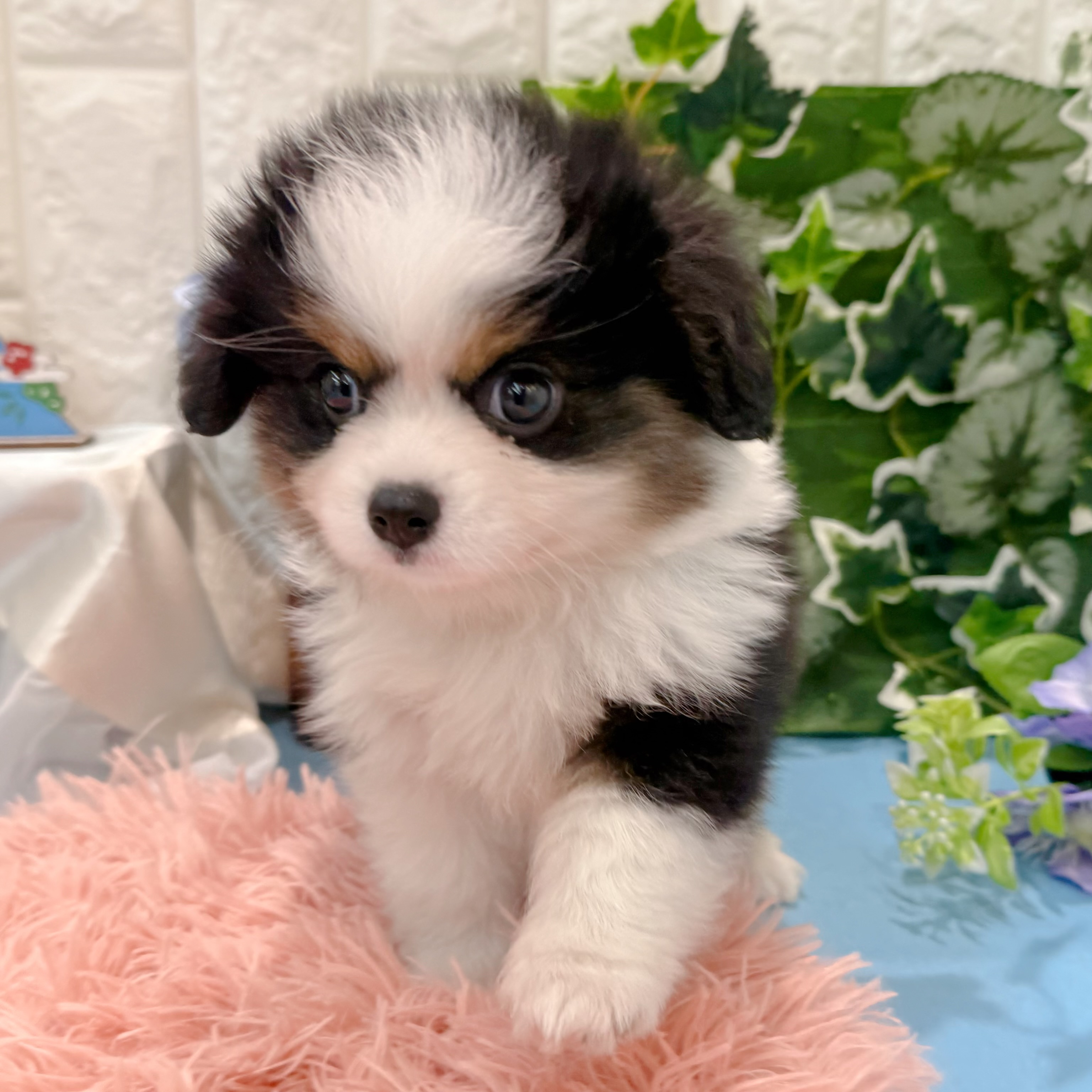 岡山県のハーフ犬・ミックス犬 (犬の家＆猫の里倉敷店/2026年3月17日生まれ/男の子/ブラックタンホワイト)の子犬の3枚目の画像