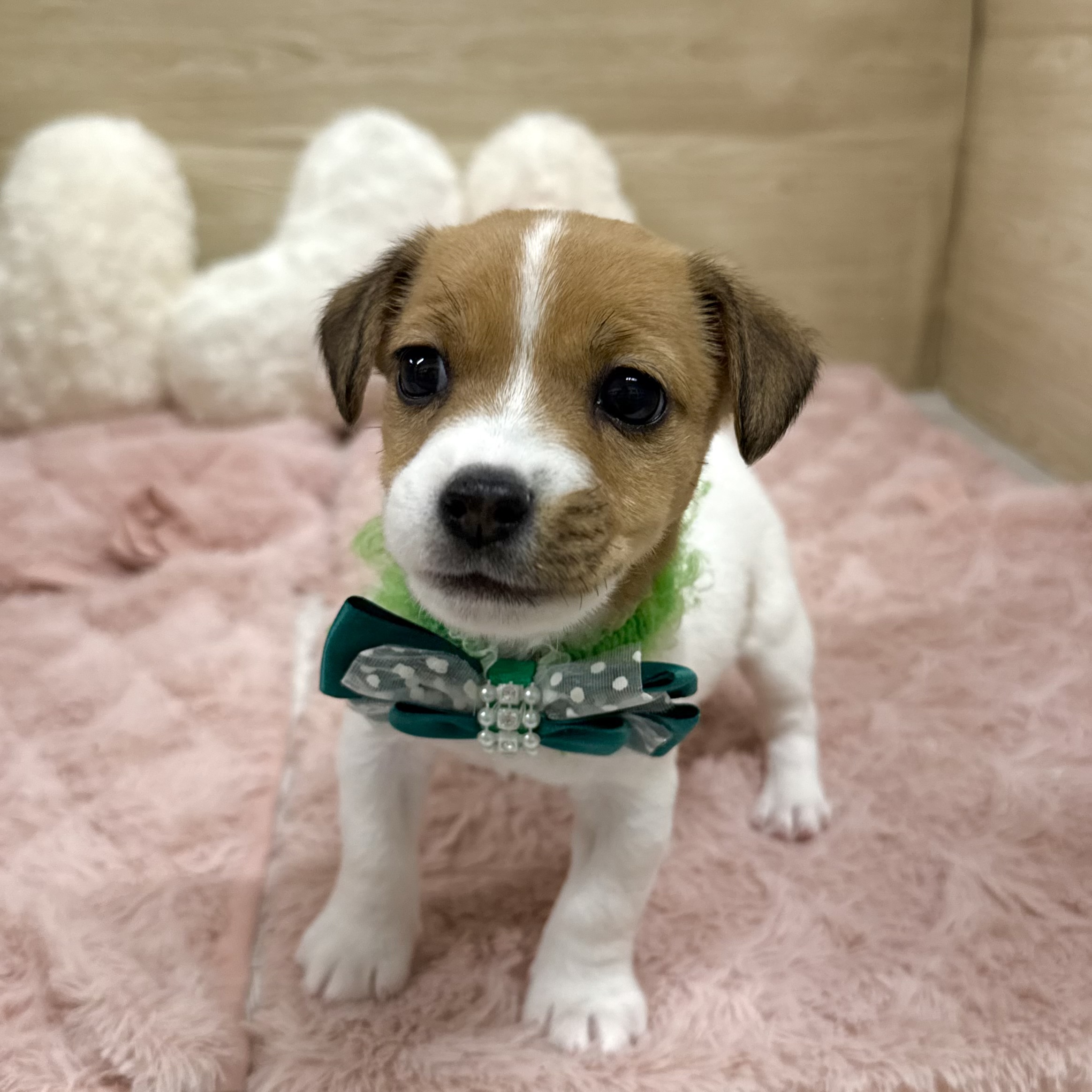 大阪府のジャックラッセルテリア (犬の家＆猫の里そよら東岸和田店/2025年10月16日生まれ/男の子/タンホワイト)の子犬の3枚目の画像