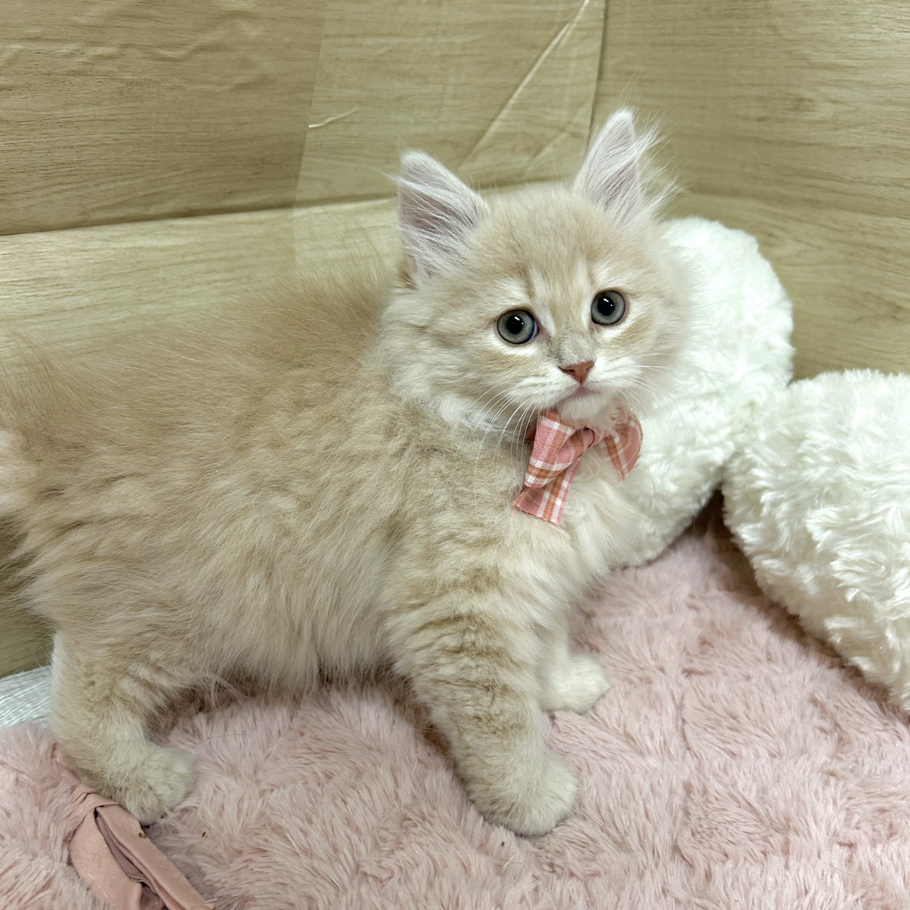 大阪府のサイベリアン (犬の家＆猫の里そよら東岸和田店/2025年9月23日生まれ/男の子/クリームタビー)の子猫の3枚目の画像