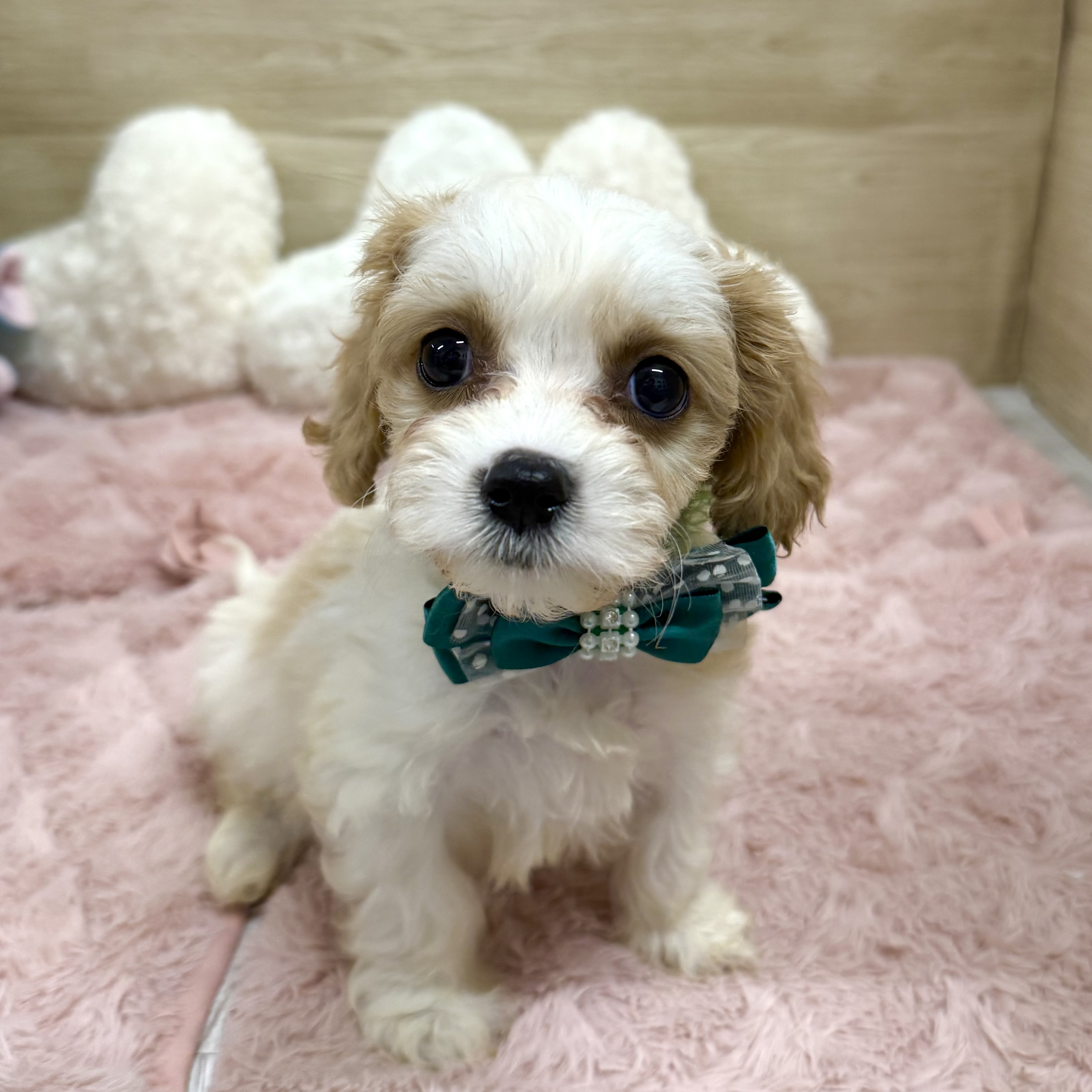 大阪府のハーフ犬・ミックス犬 (犬の家＆猫の里そよら東岸和田店/2025年10月15日生まれ/男の子/ブレンハイム)の子犬の3枚目の画像