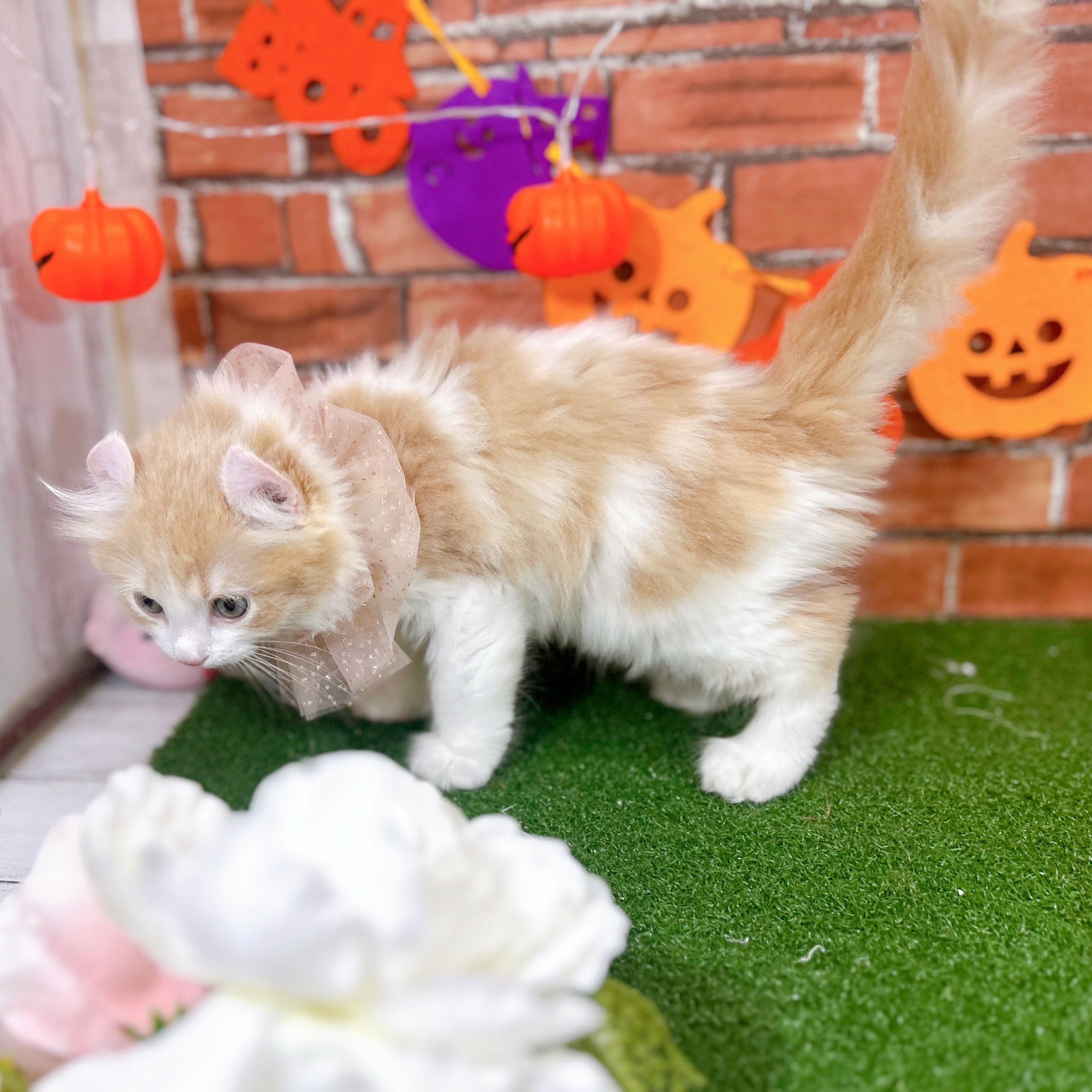 神奈川県のアメリカンカール (犬の家＆猫の里小田原店/2025年8月12日生まれ/男の子/クリームホワイト)の子猫の3枚目の画像
