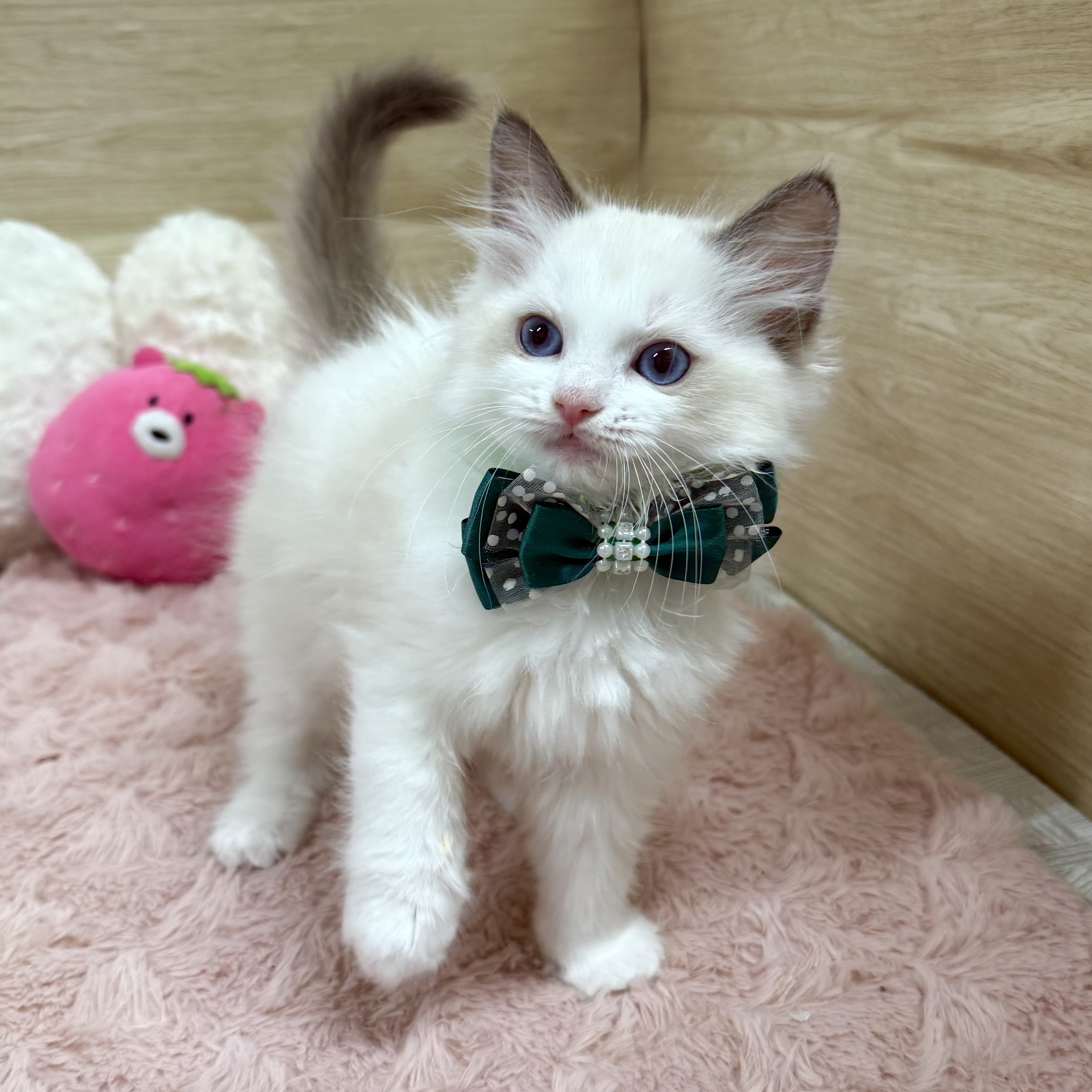 大阪府のラグドール (犬の家＆猫の里そよら東岸和田店/2025年10月15日生まれ/女の子/シールポイントバイカラー)の子猫の3枚目の画像